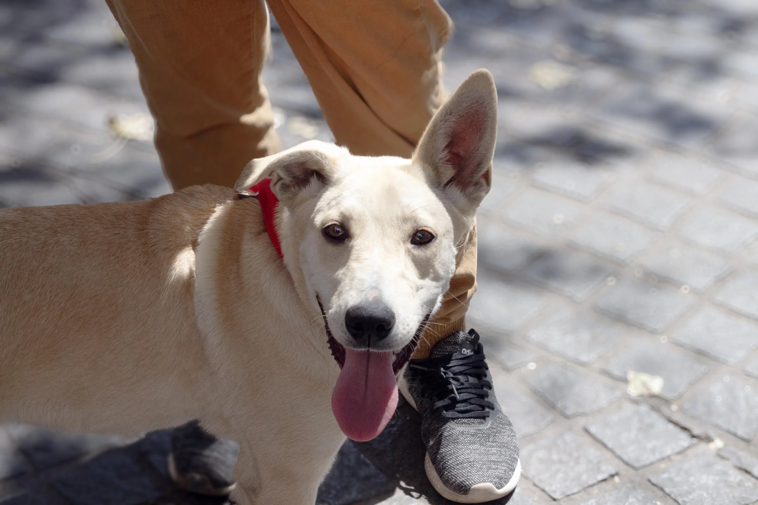 CANDY | + info pendiente