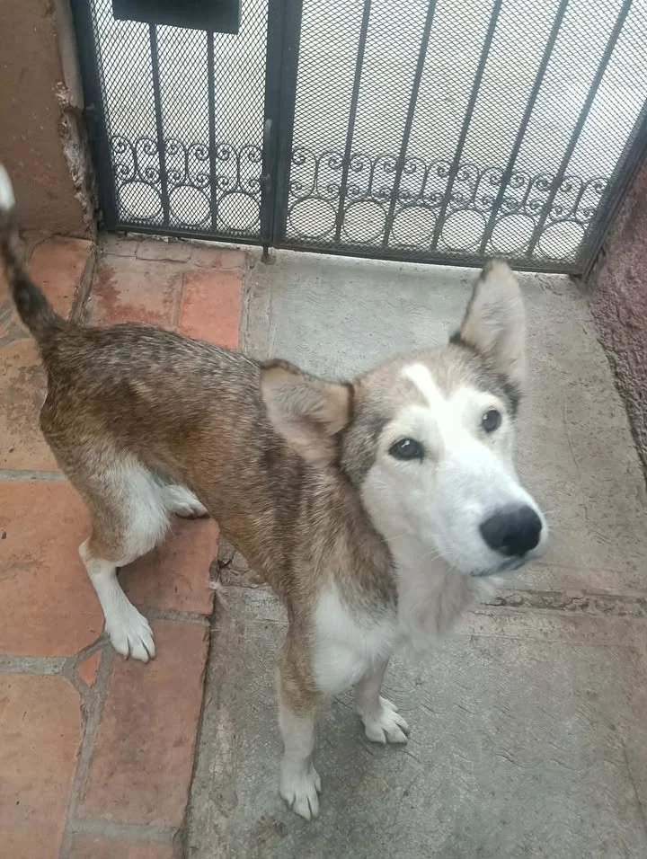 WERA | + info dar clic en la foto ↑