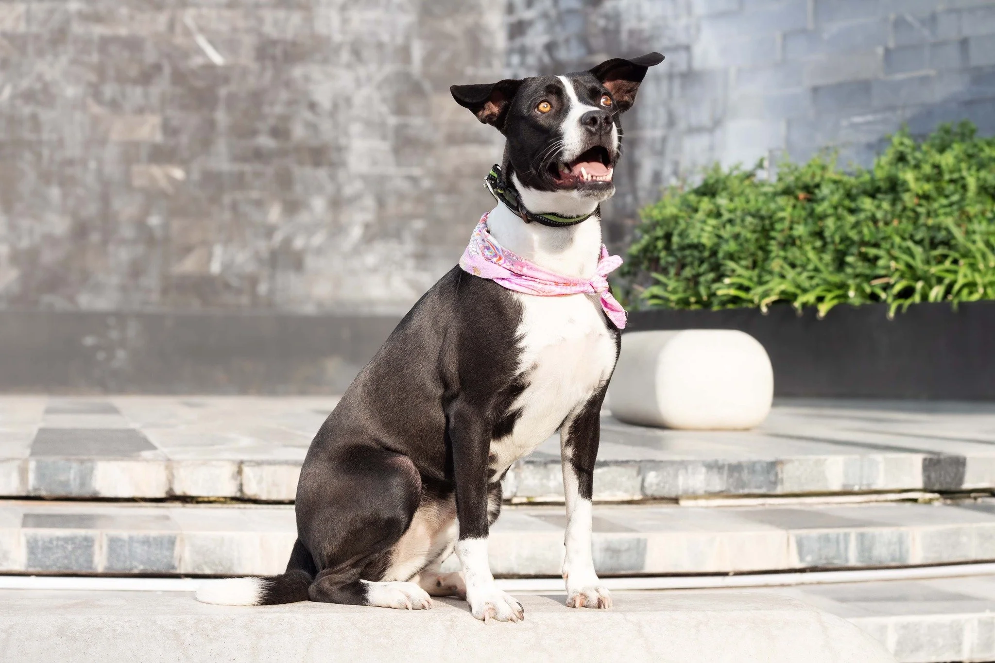 ECLIPSE | + info dar clic en la foto ↑