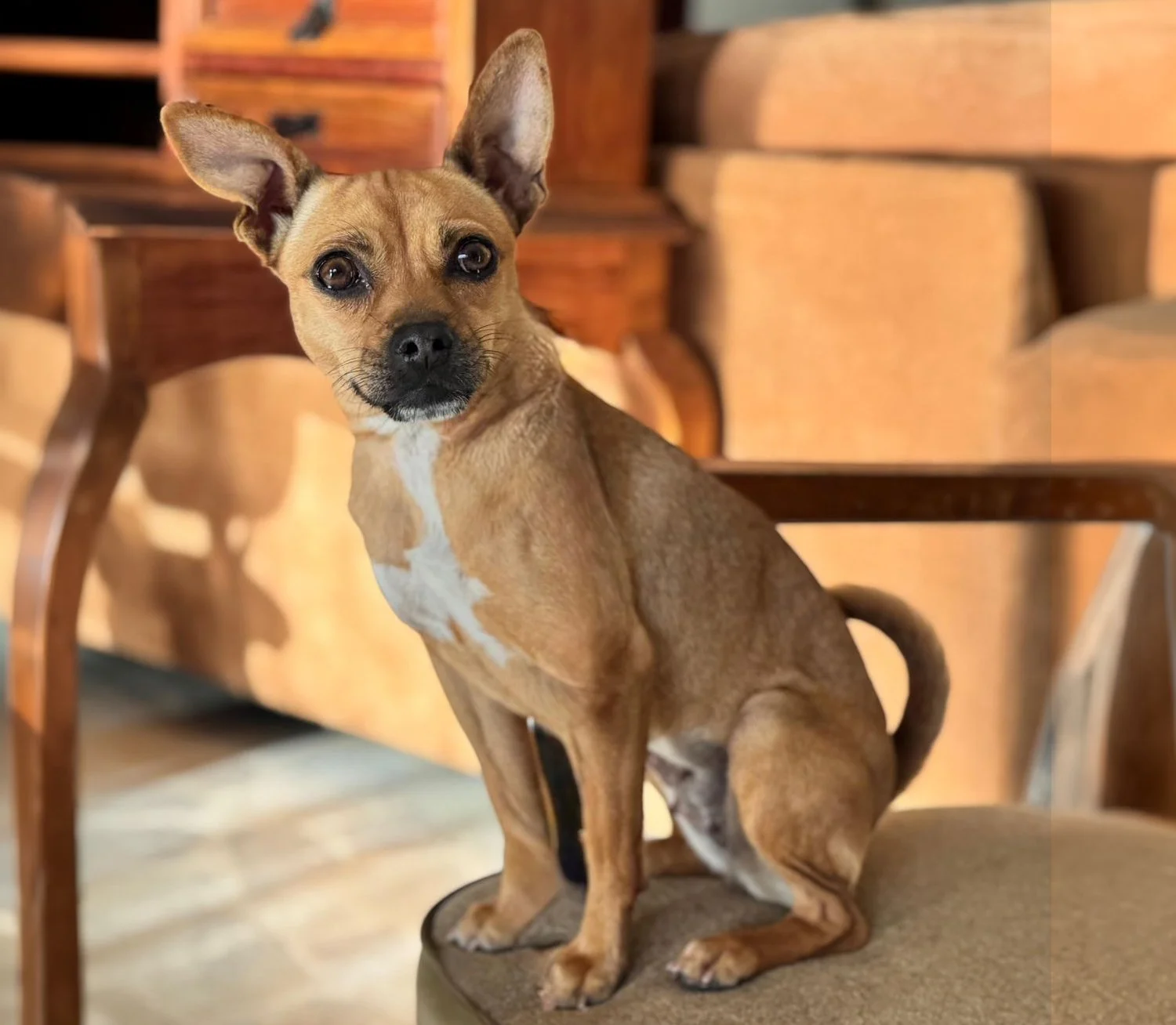 PIPA | + info dar clic en la foto ↑