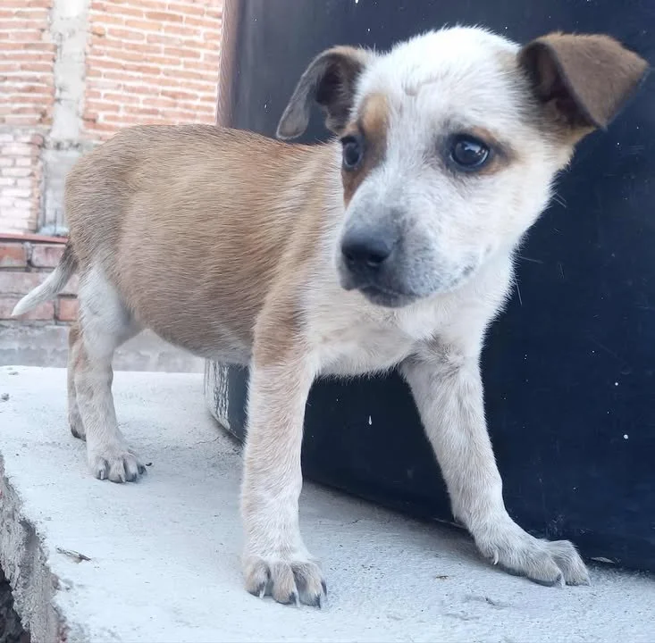 4 CACHORROS | + info dar clic en la foto ↑