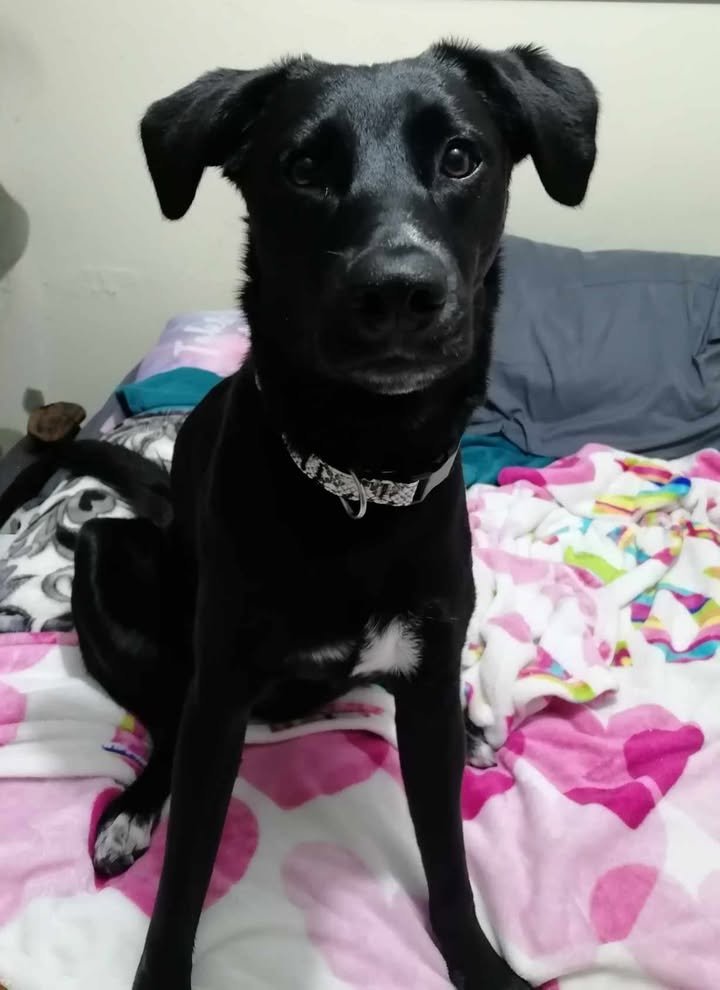 JANIS | + info dar clic en la foto ↑