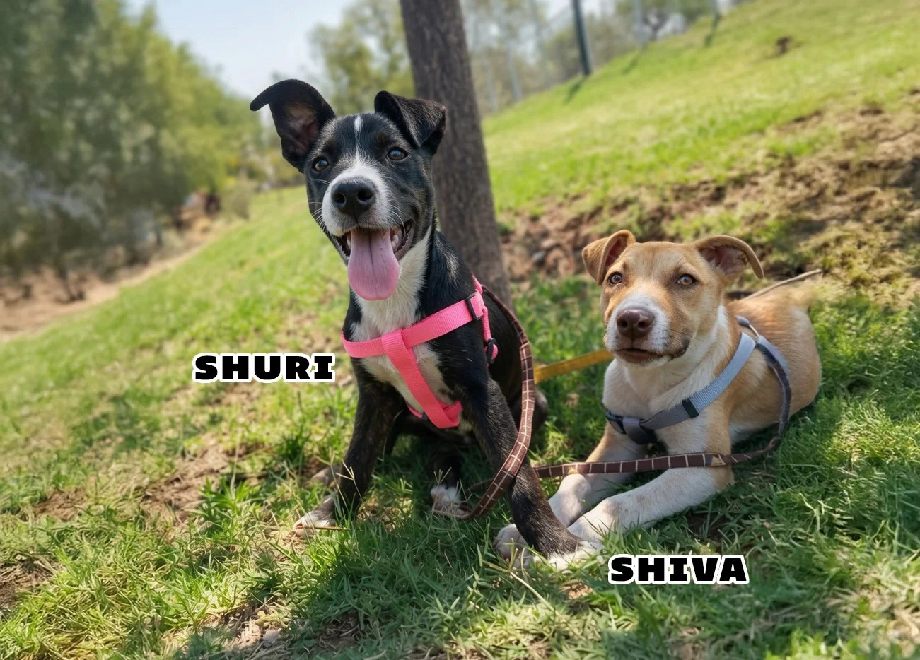 SHURI & SHIVA | + info dar clic en la foto ↑