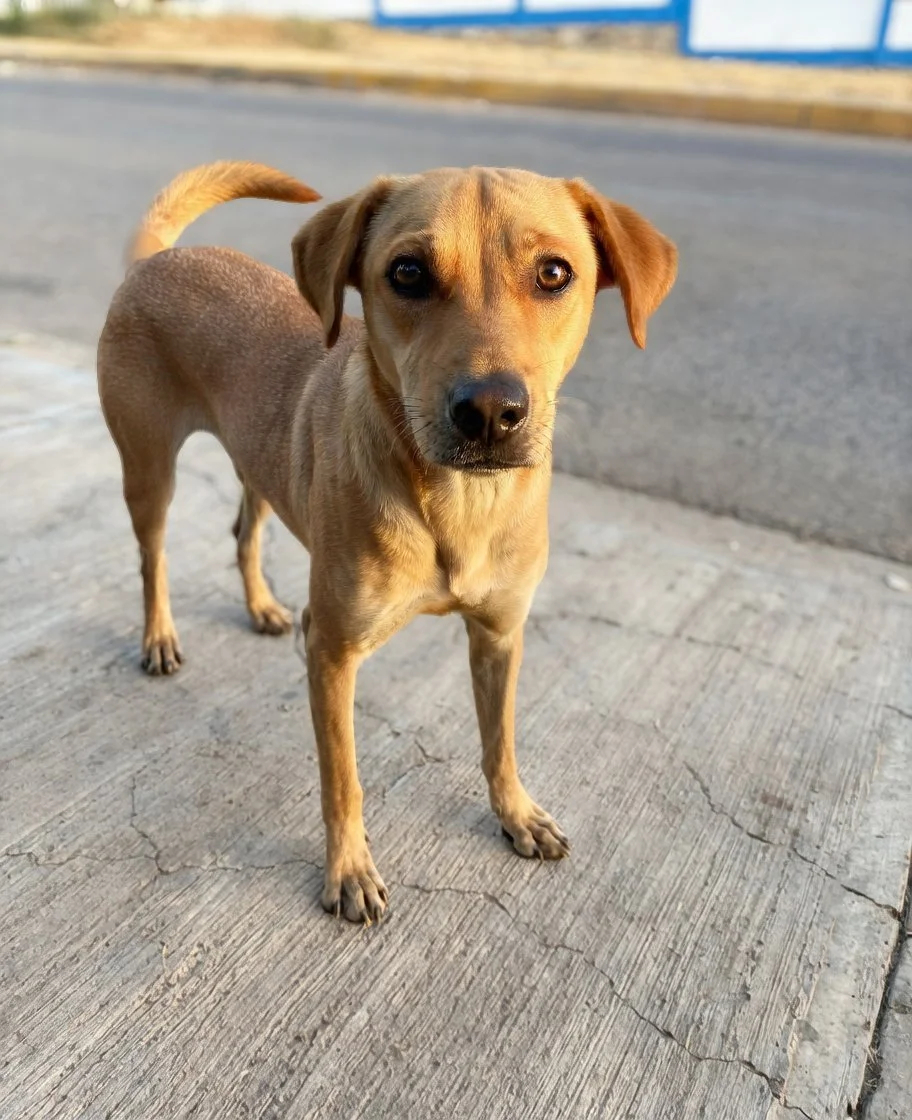 PONGO  | + info dar clic en la foto ↑