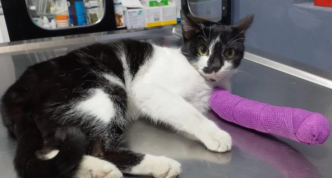 CUBANA | + info dar clic en la foto ↑