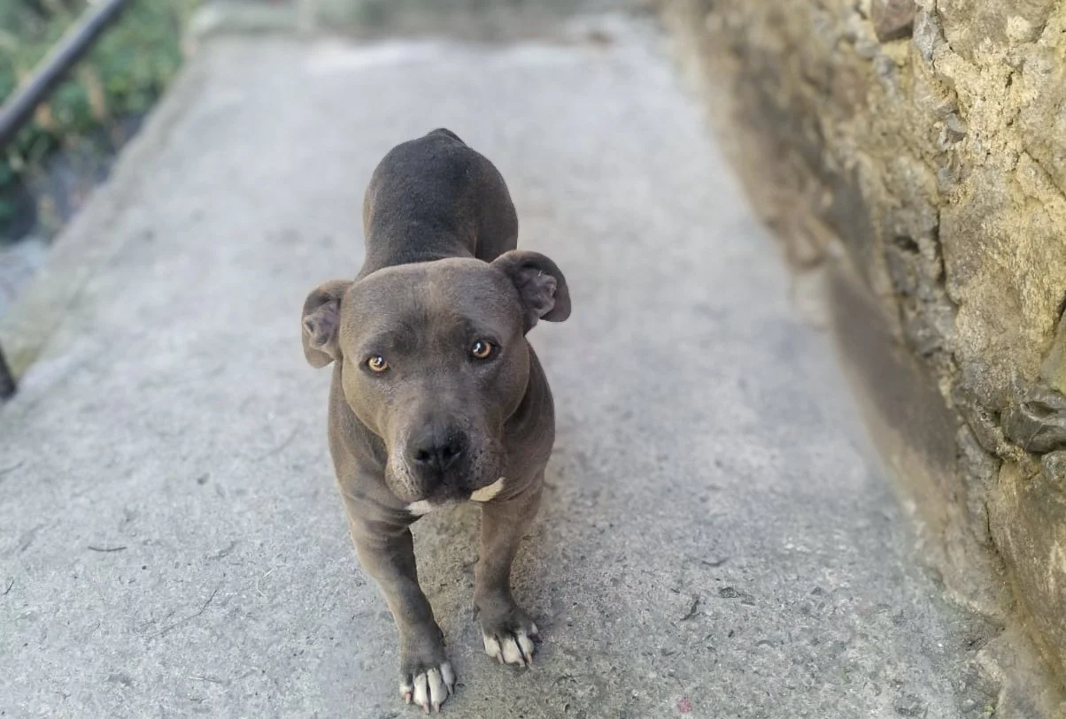 BELLA | + info dar clic en la foto ↑