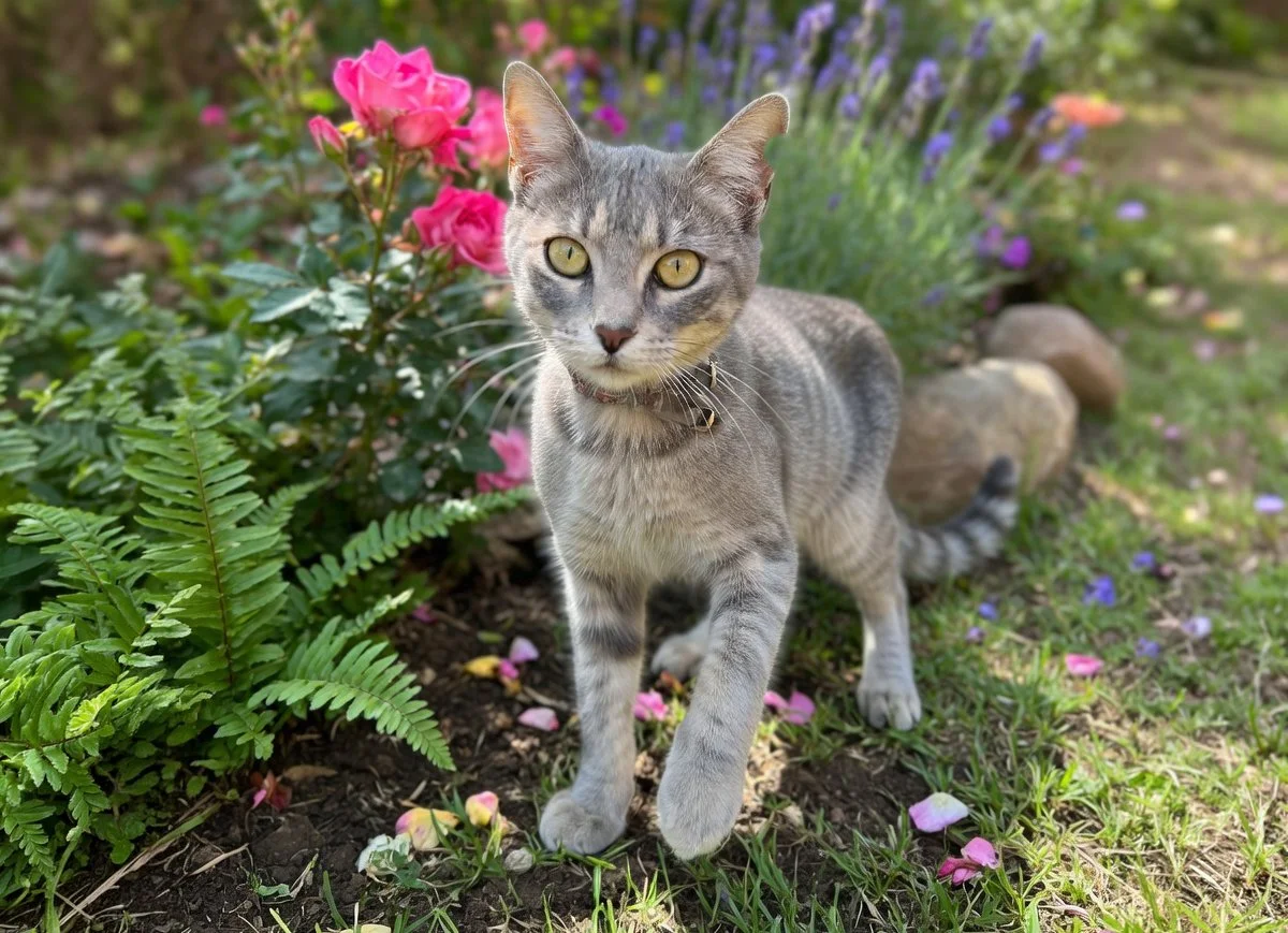 SATÍN | + info dar clic en la foto ↑