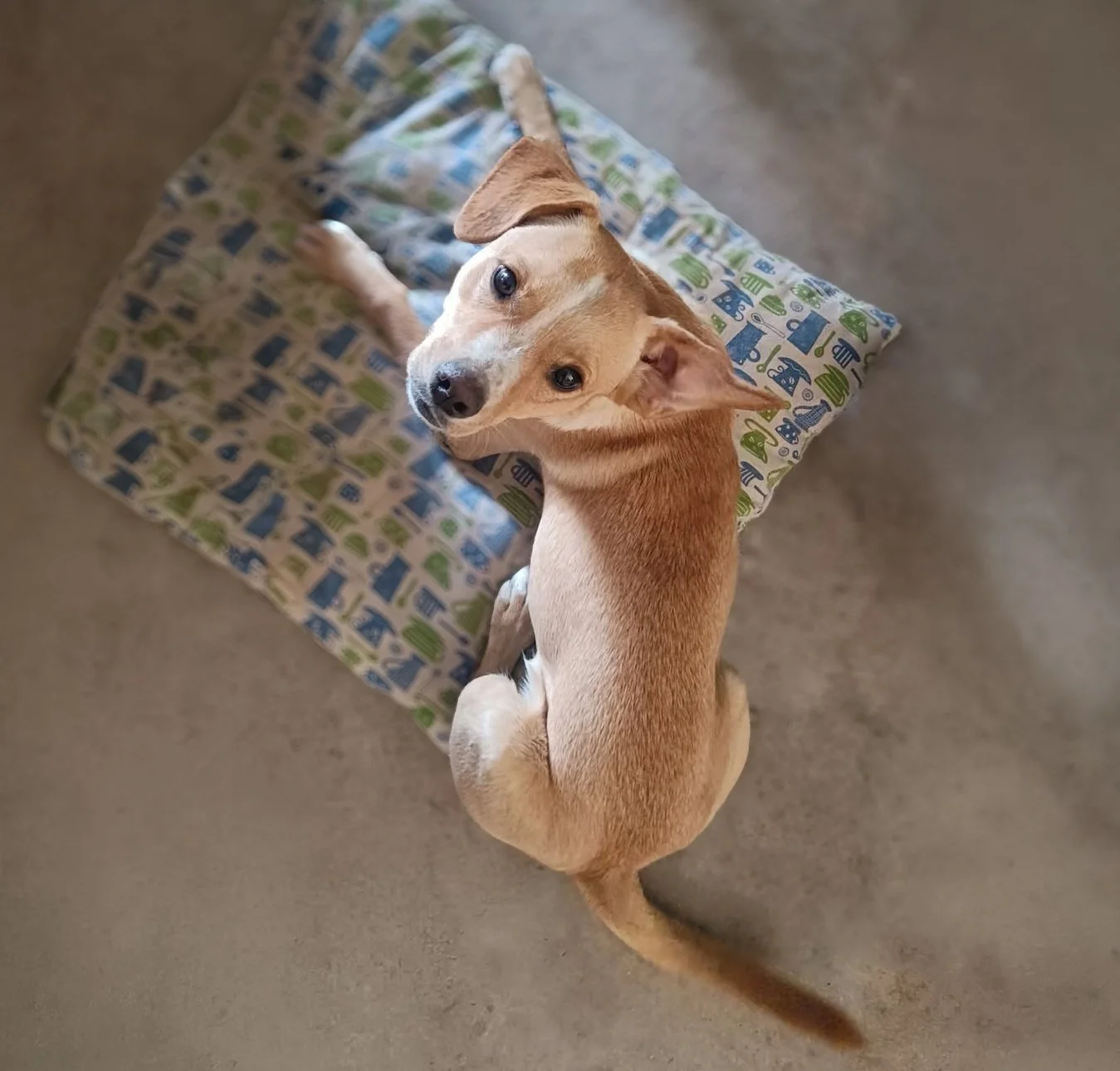 COCO | + info dar clic en la foto ↑