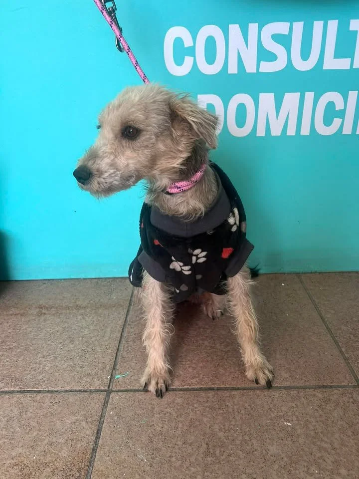 CHIQUI | + info dar clic en la foto ↑