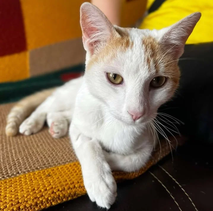 KYOTO | + info dar clic en la foto ↑