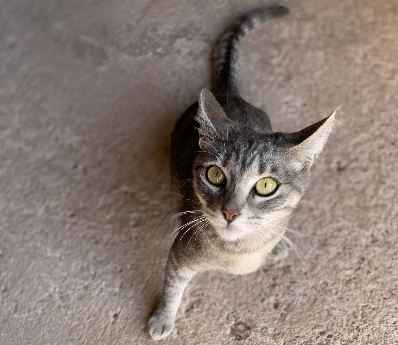 SATÍN | + info dar clic en la foto ↑