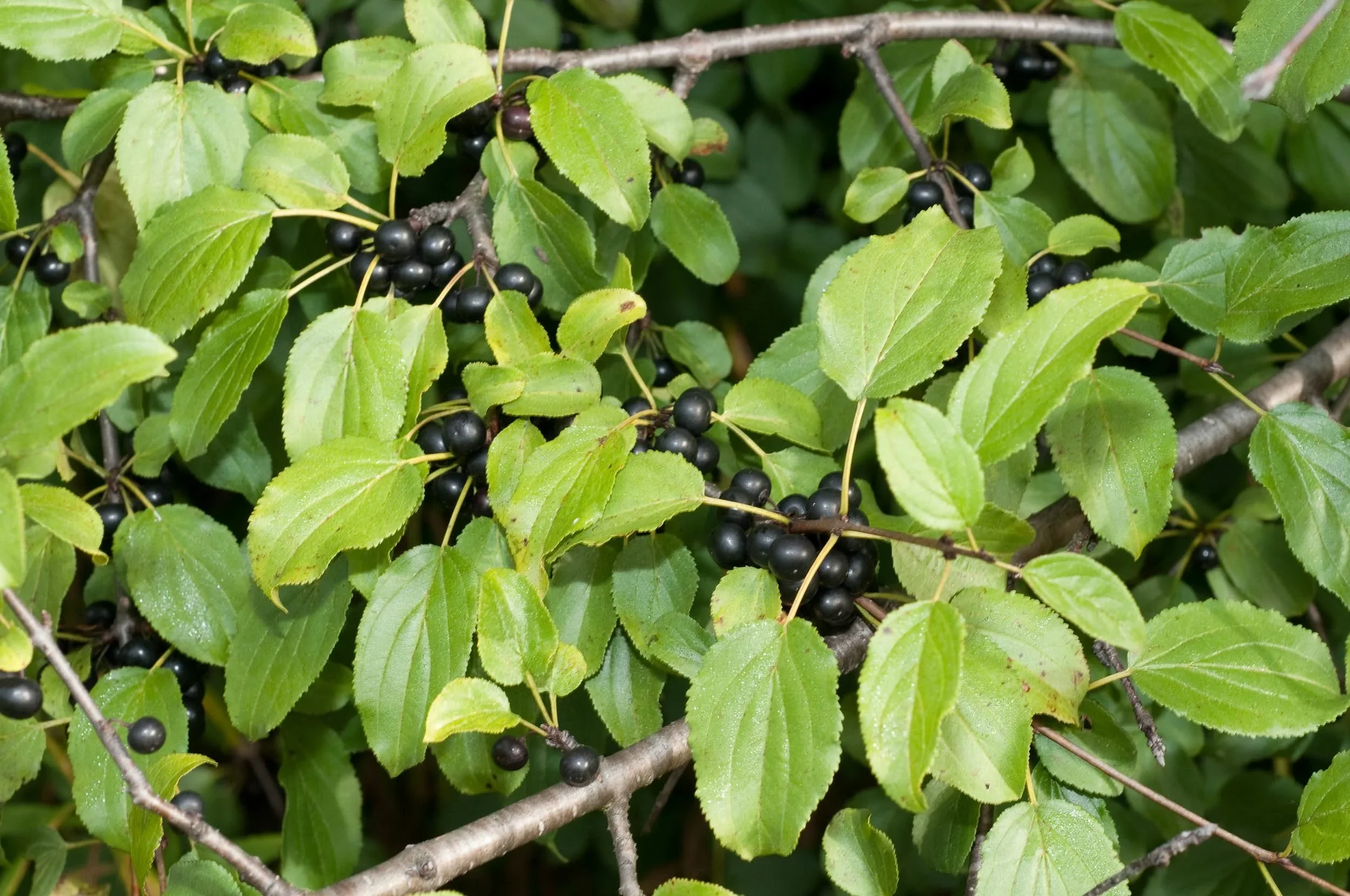 Buckthorn Cutting Extravaganza!