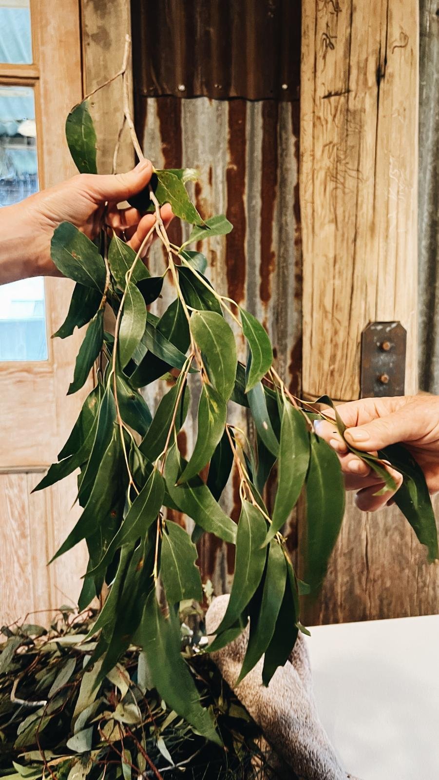 gumleaves.jpg