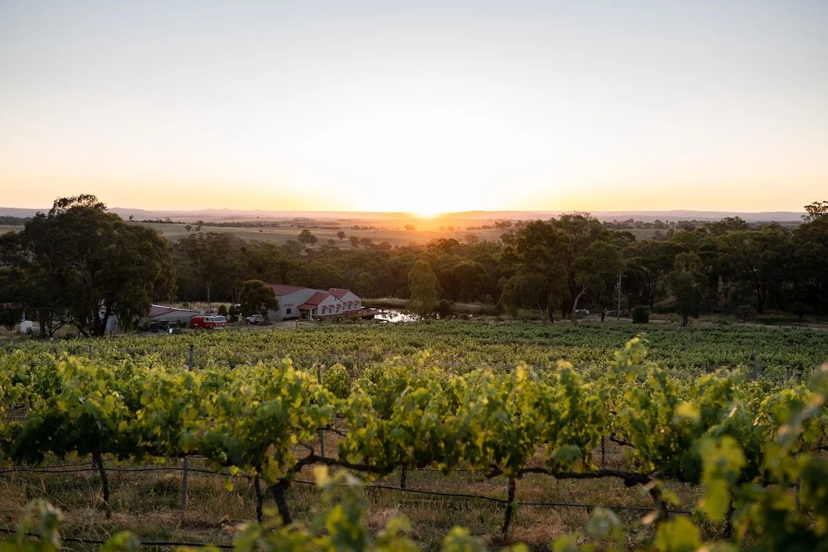 Copy of Vineyard sunset.jpg
