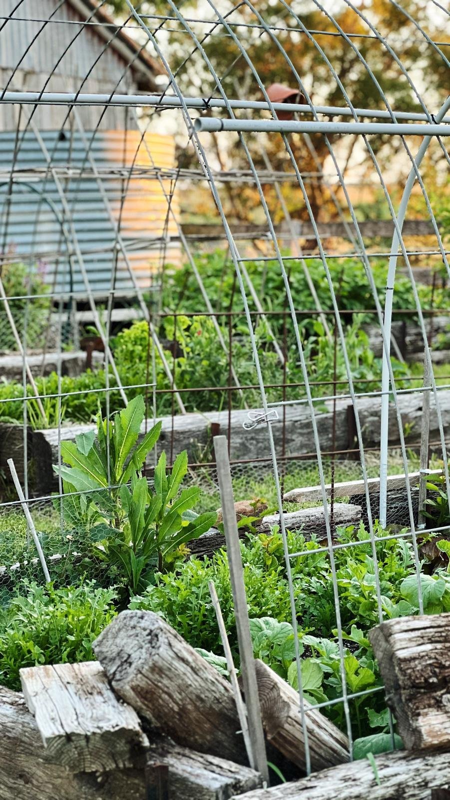 Spring seasonal produce.jpg
