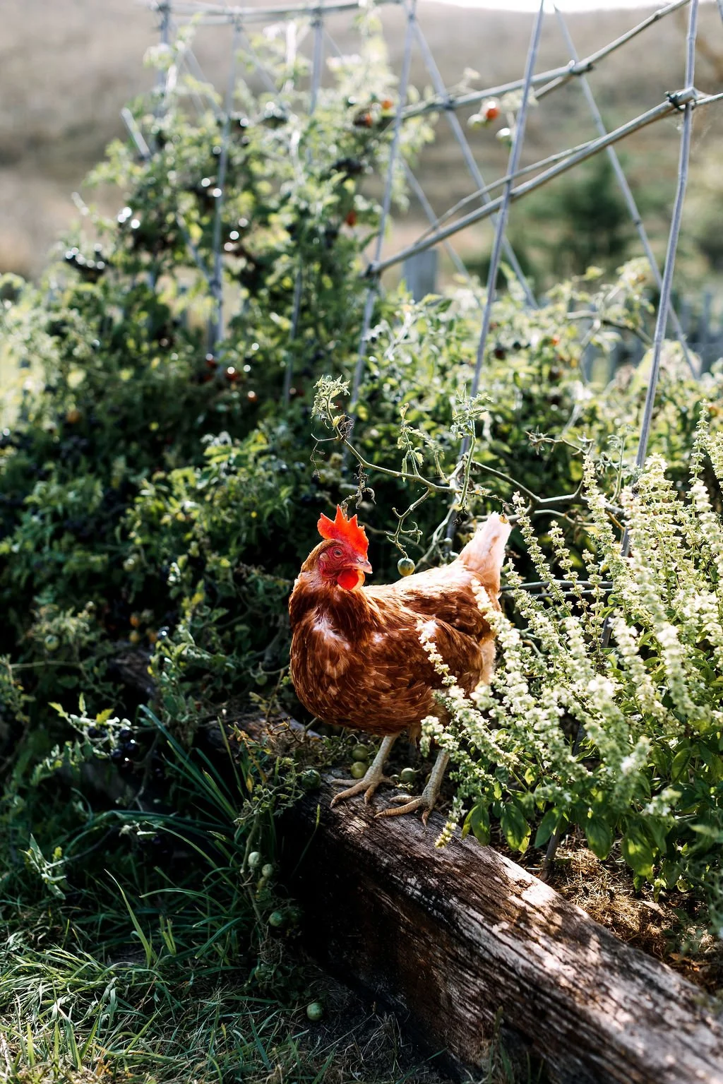 Chook in garden.jpg