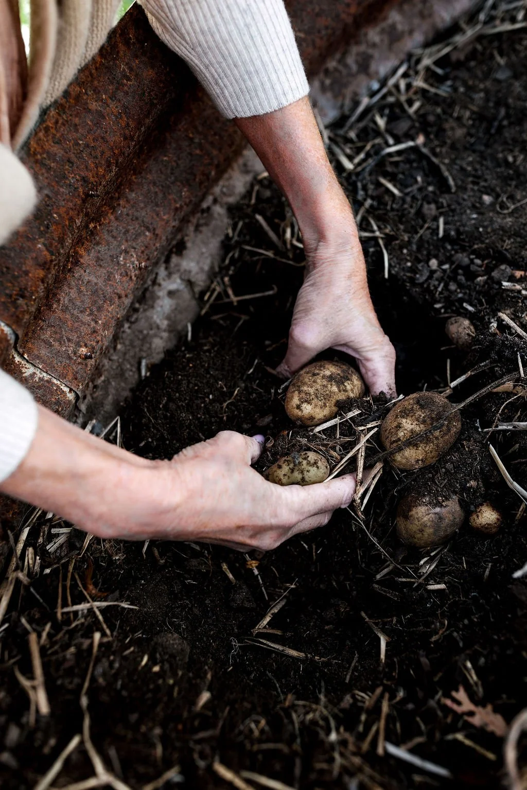 Simmone Digging potatoes.jpg