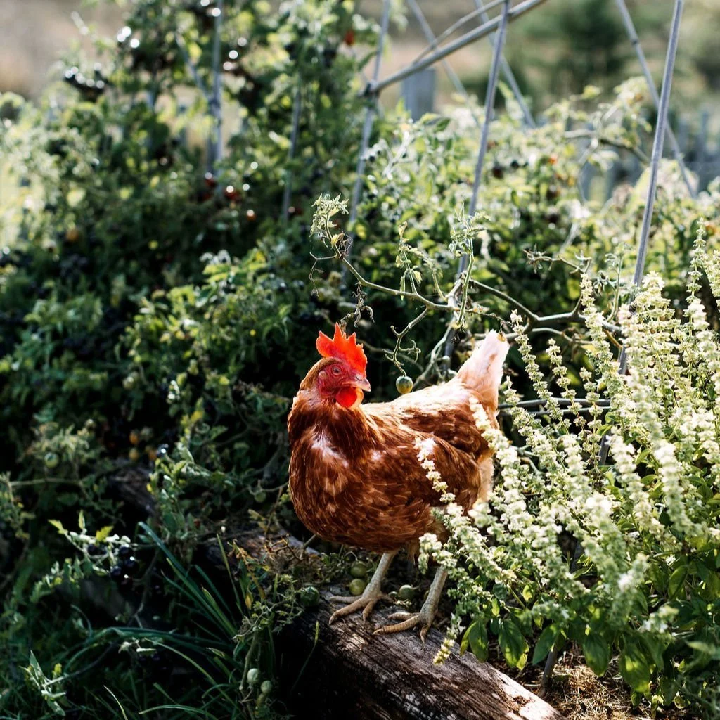 Chooks in veggie patch.jpg