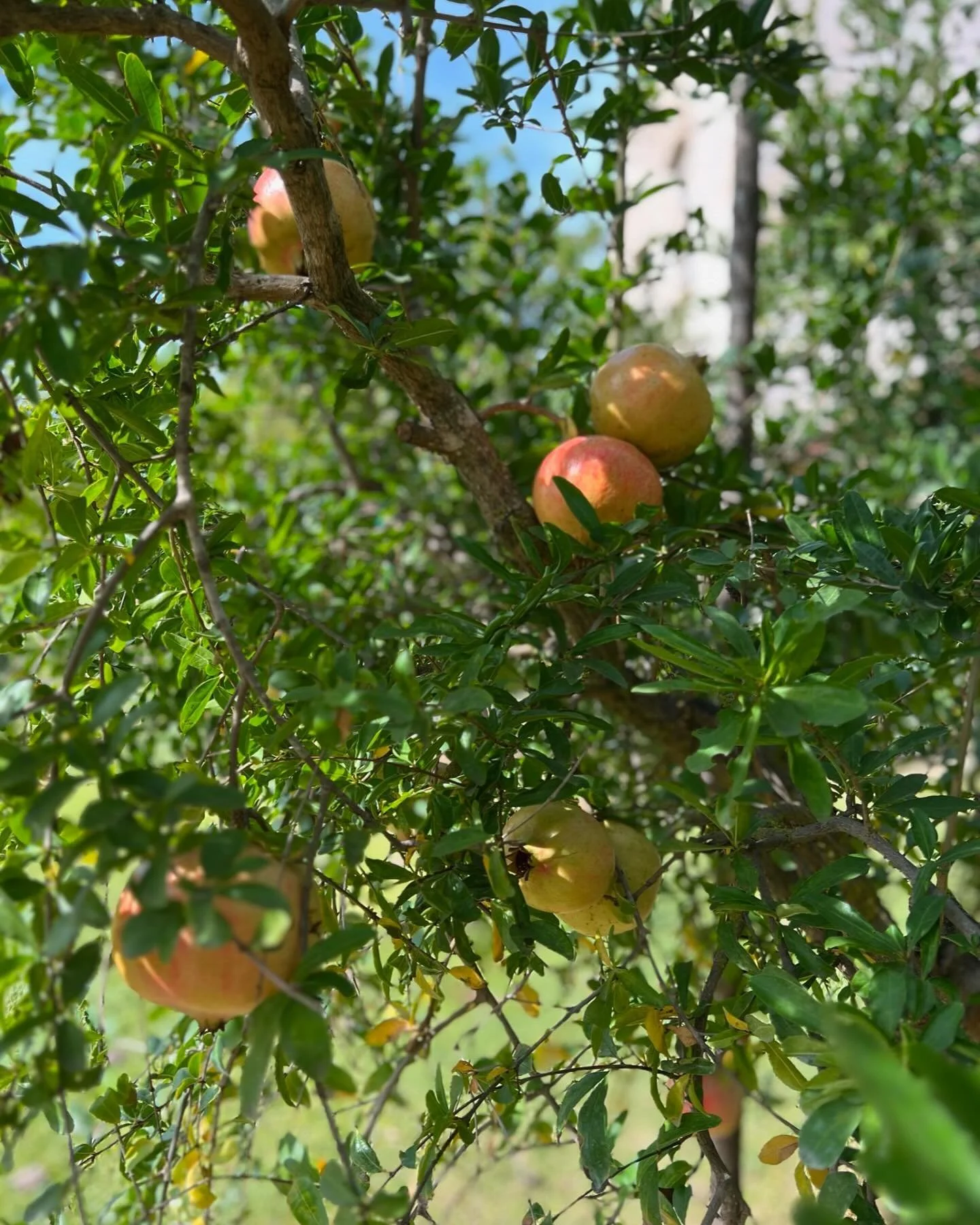 Pomegranates (melograni in Italian) have been growing in Sicily for thousands of years and October is when they are ripe and ready to enjoy. Pomegranates represent fertility, prosperity, abundance and generosity.

We are deep in the planning of our u