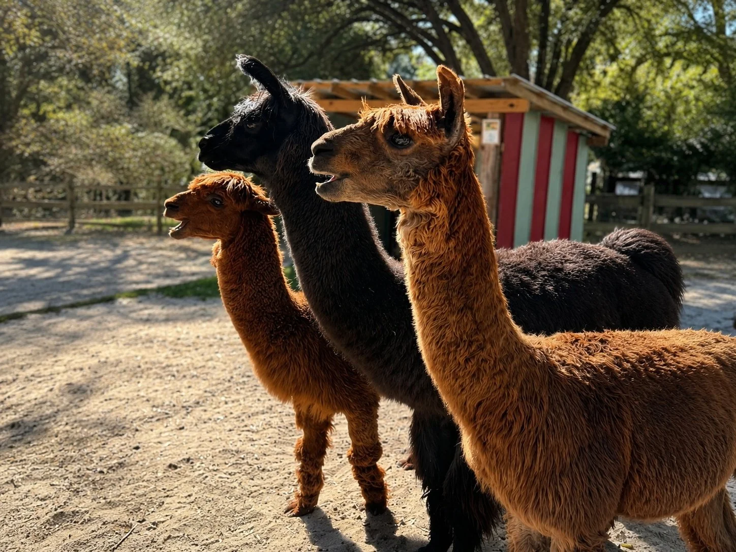 Three alpacas with brown and black fur standing outdoors near a red and green structure, trees, and a fence on a sunny day.