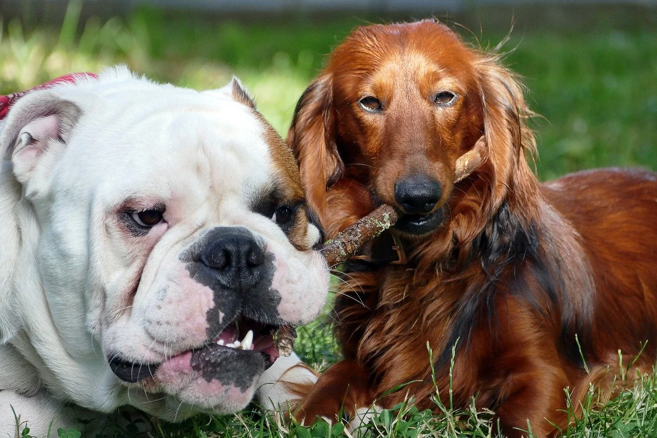 dogs-2450047_1280.jpg