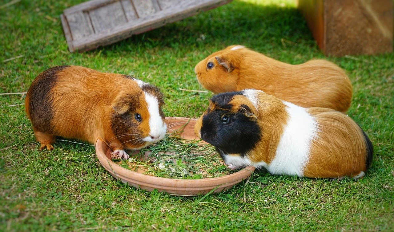 guinea-pig-8115114_1280.jpg
