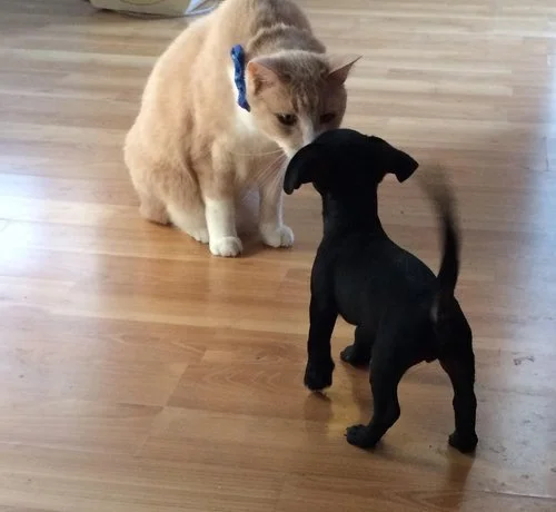 doggiekittie.jpg