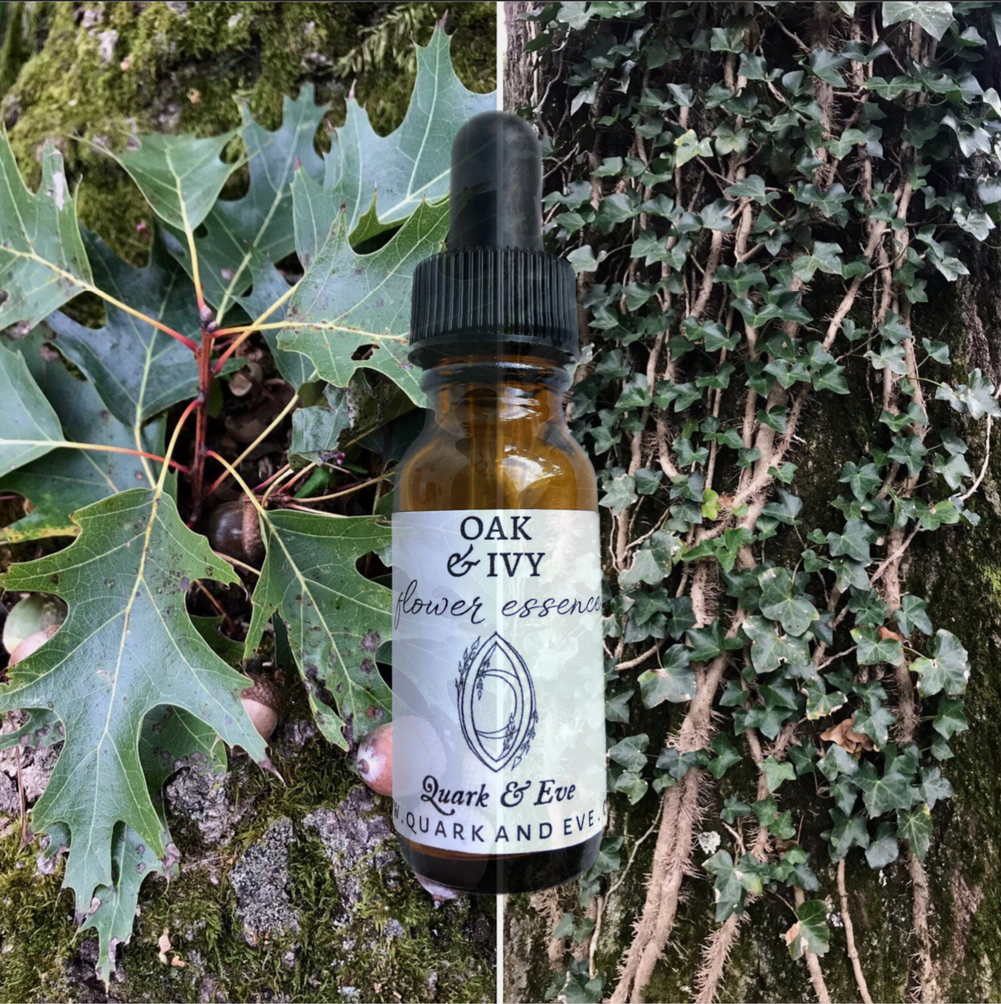 Oak & Ivy Flower Essence
