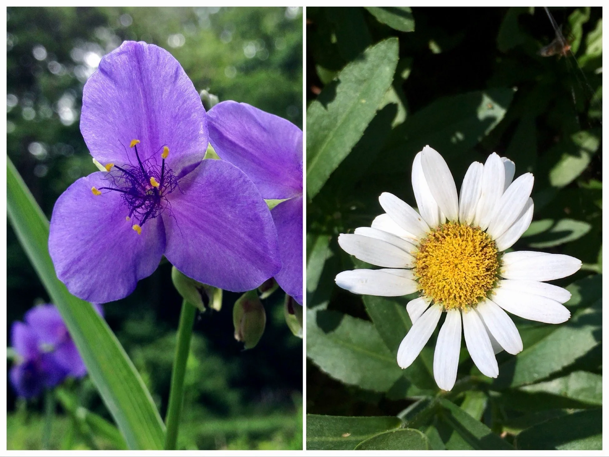 Spiderwort & Shasta Daisy Flower Essence