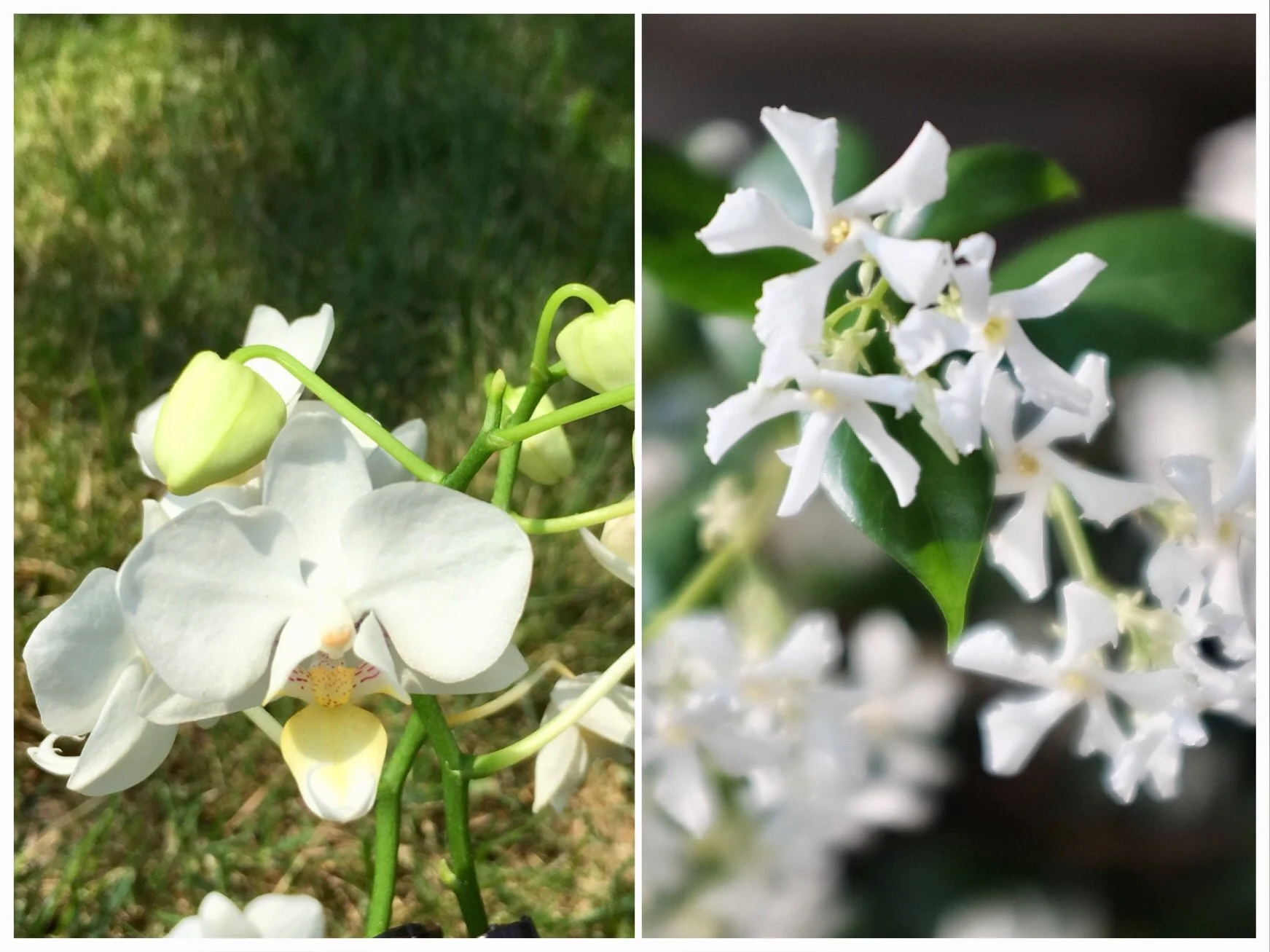 White Orchid & Star Jasmine Flower Essence