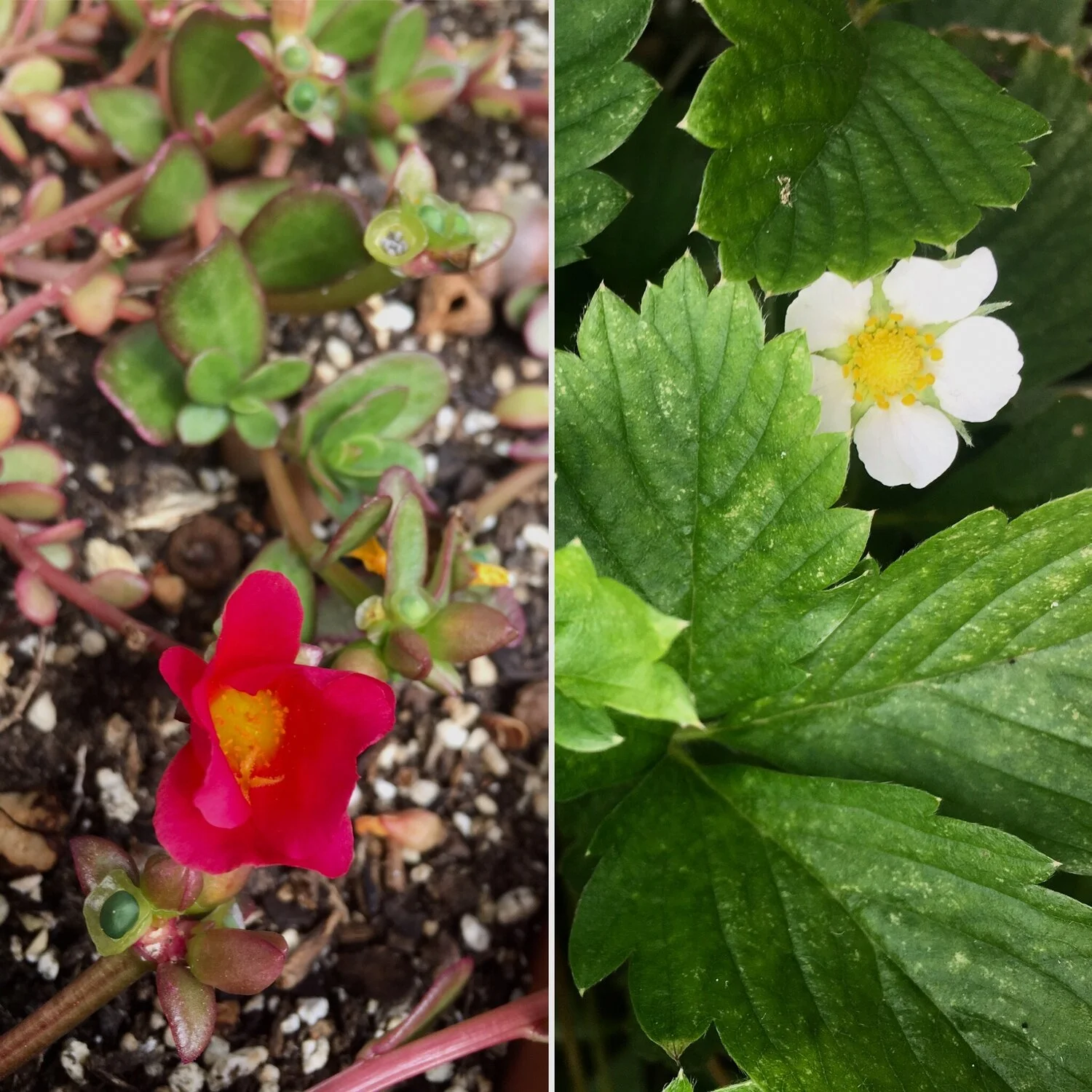 Strawberry & Portulaca Flower Essence