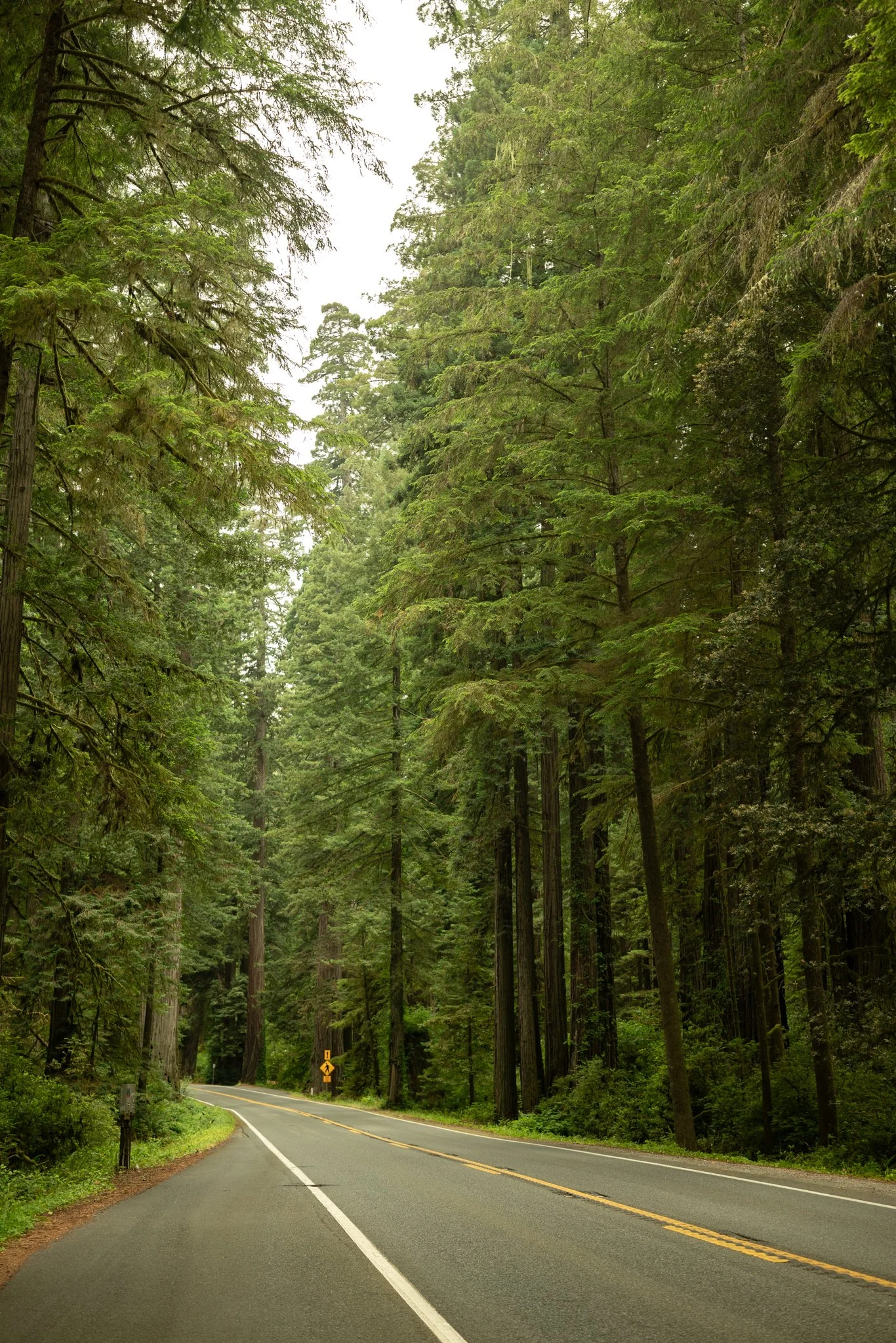 Humbolt Forest