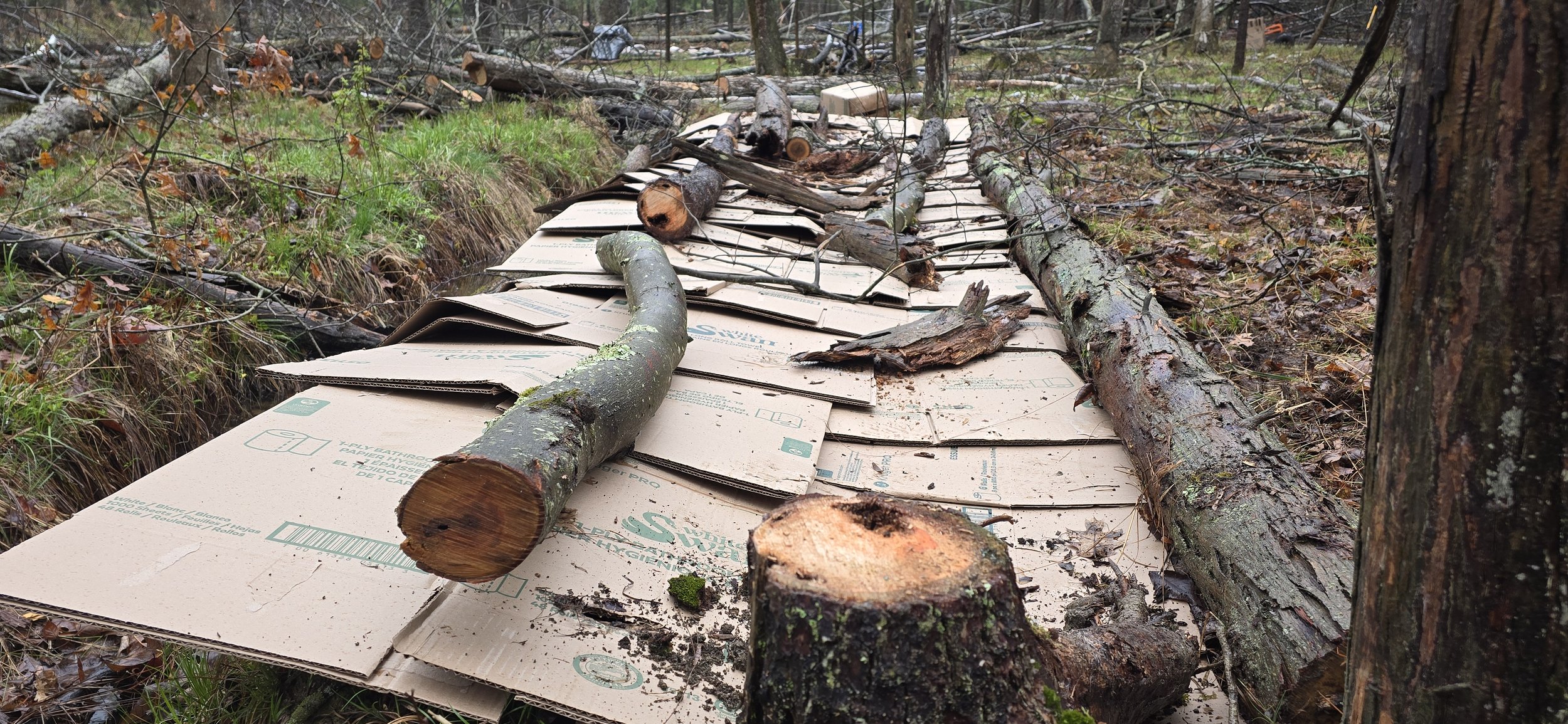 Raised blackberry row using cardboard weed barrier and logs on wet soil in early orchard setup in Hammondsport NY