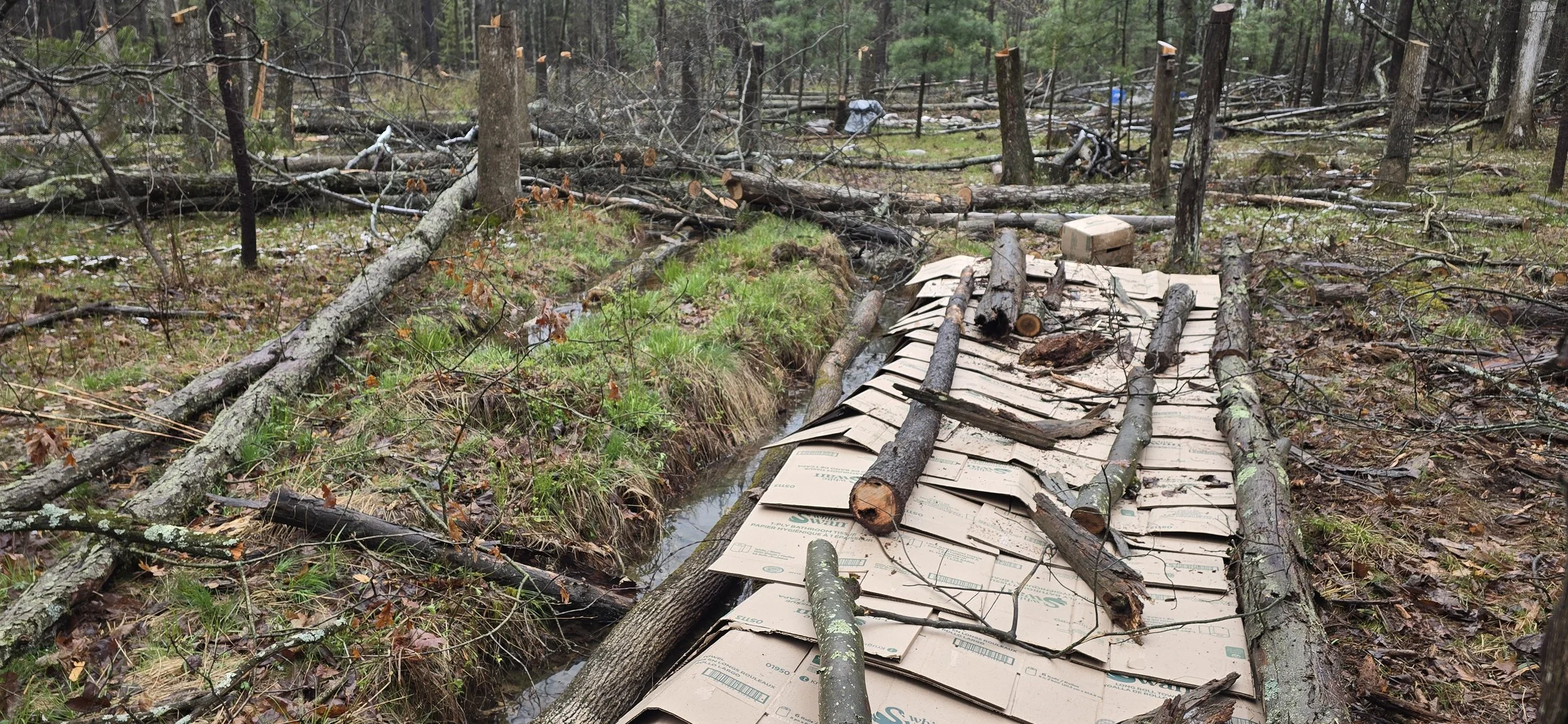 Early orchard row with cardboard and logs next to natural water flow channel in forest farm development