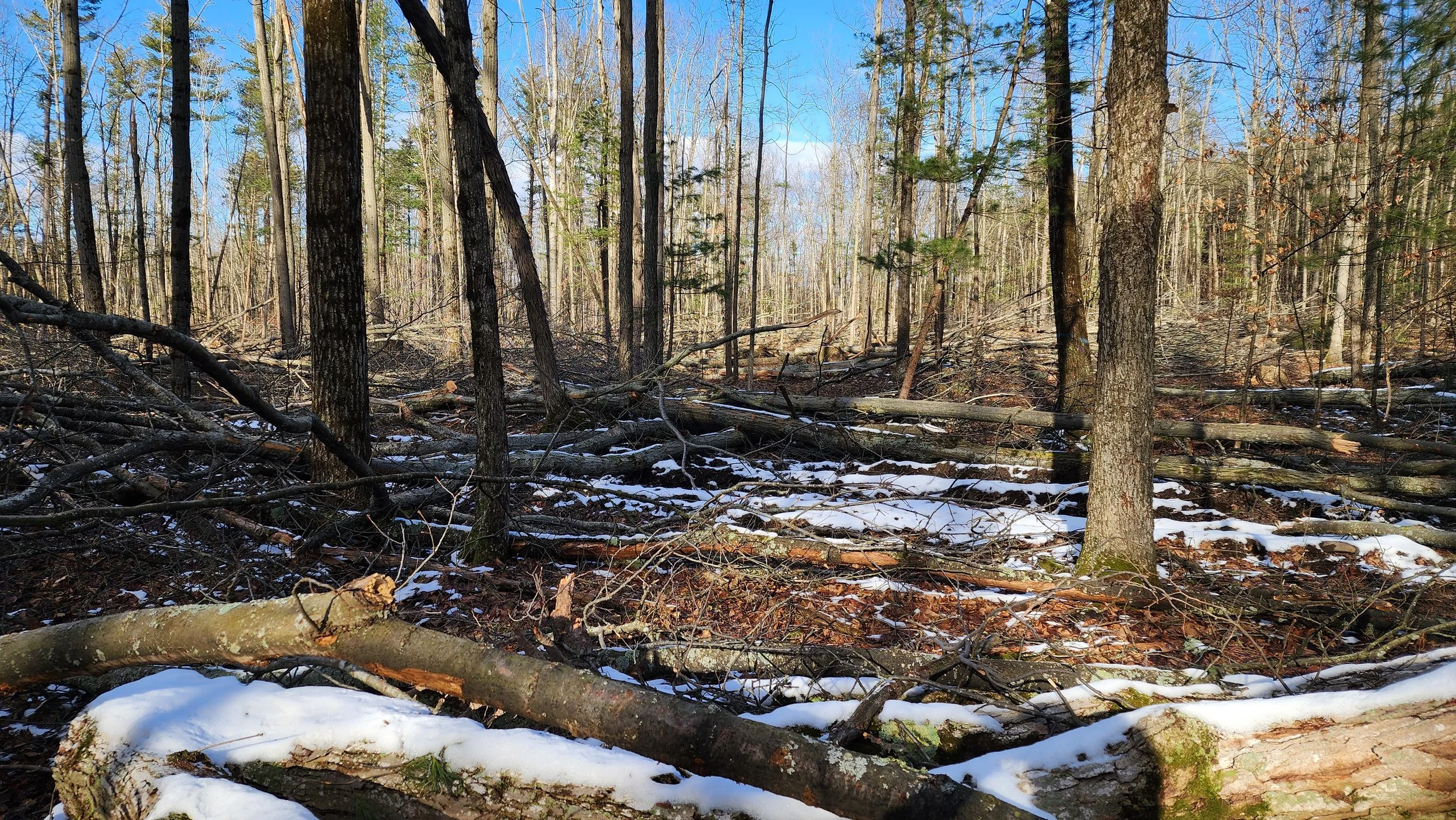 Establishing Our Blackberry Orchard