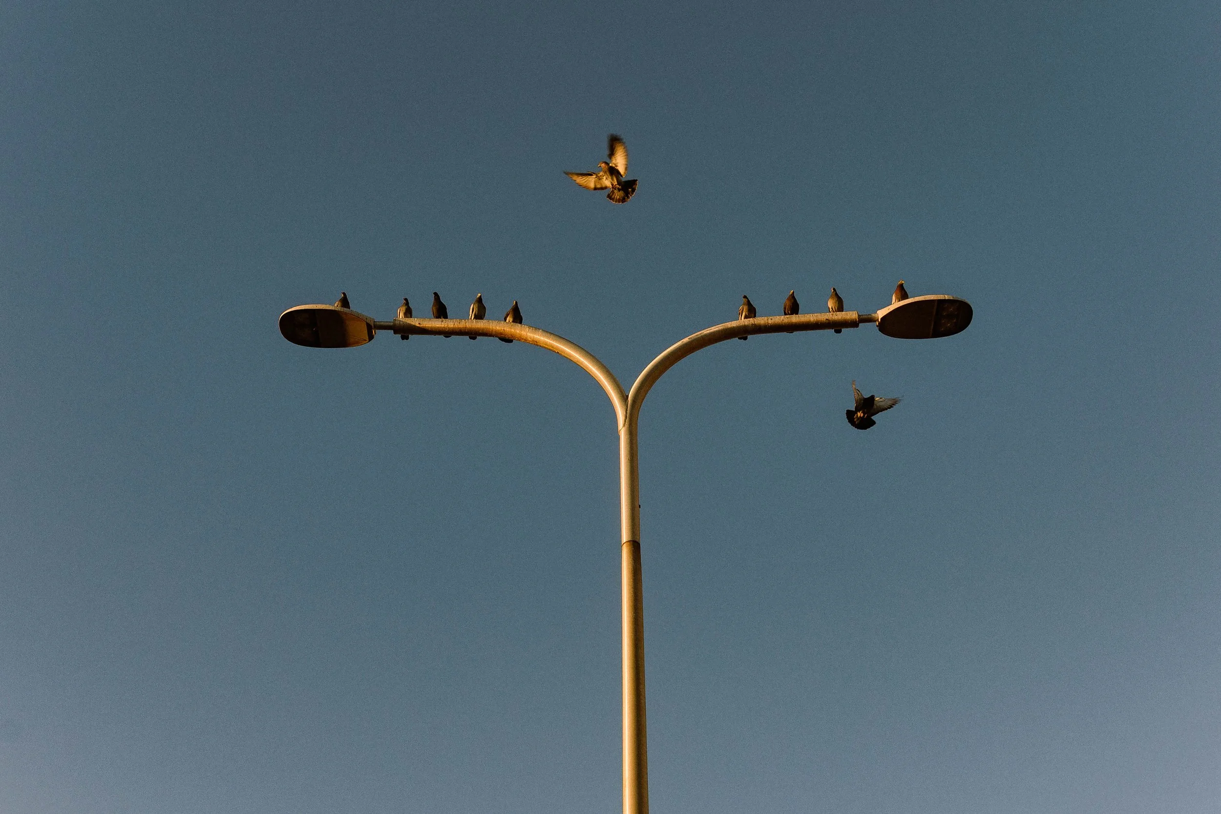 take flight