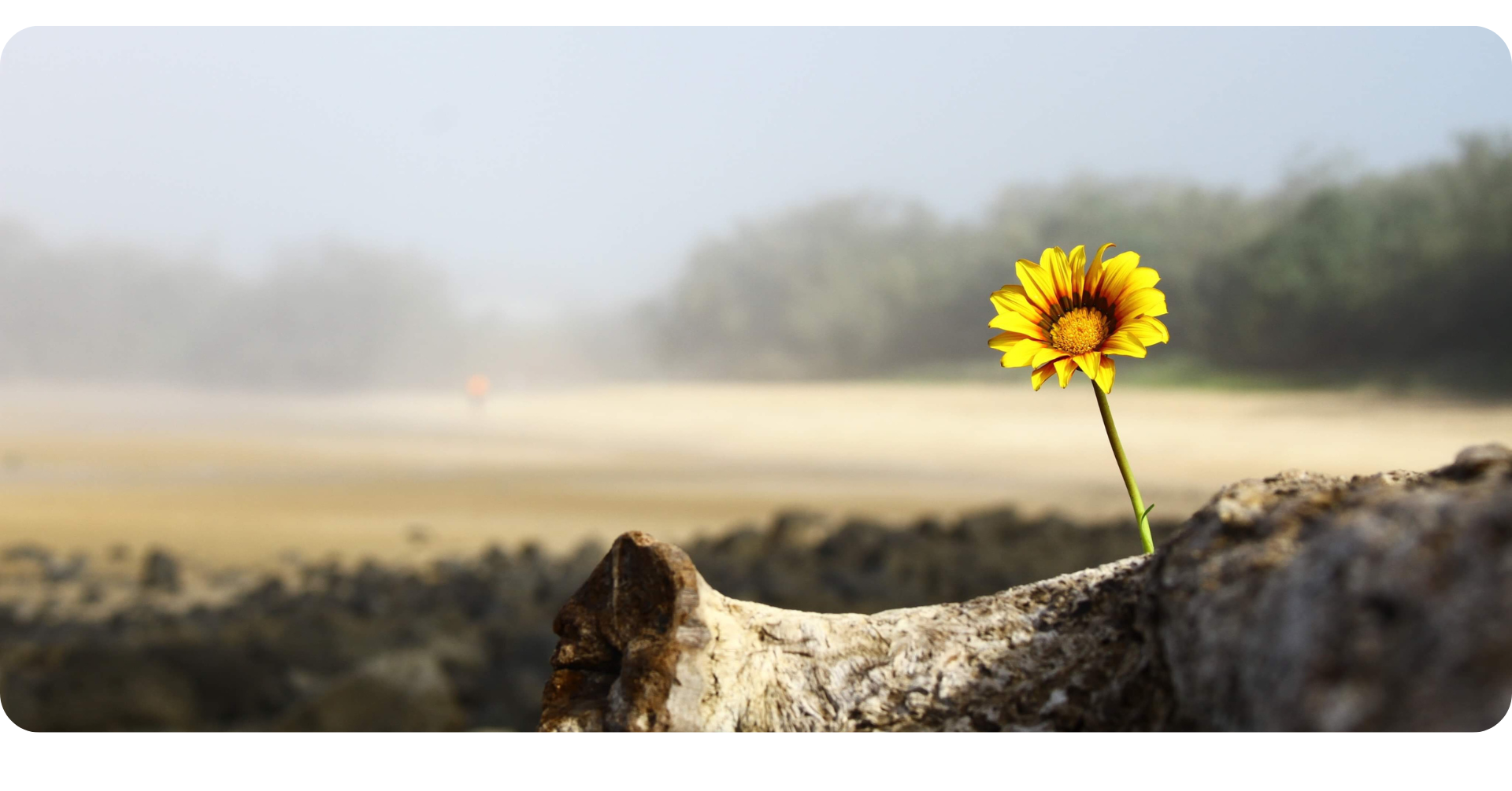 The Working Wounded: Supporting Bereaved Employees in the Workplace