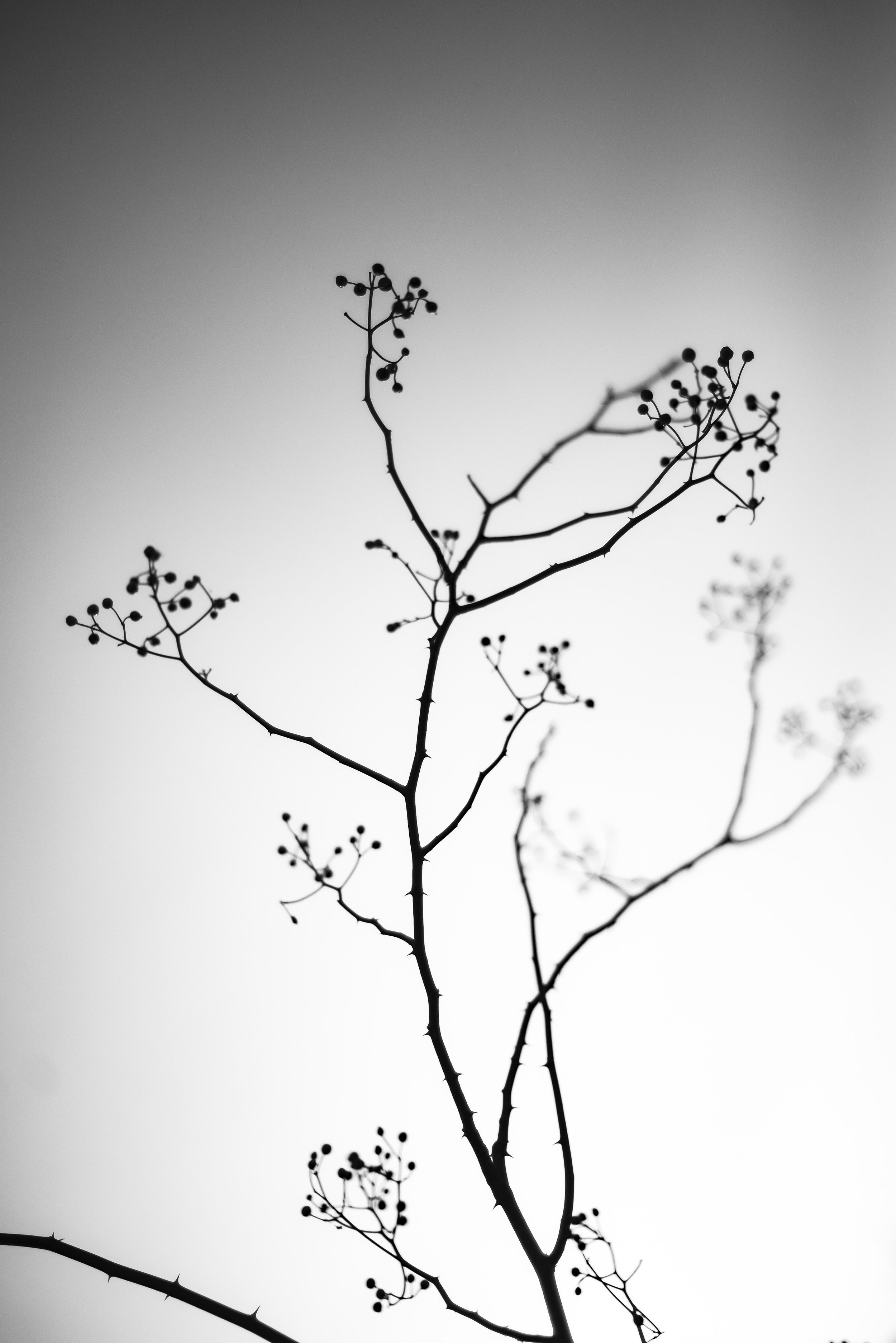 DSC_3221.jpeg