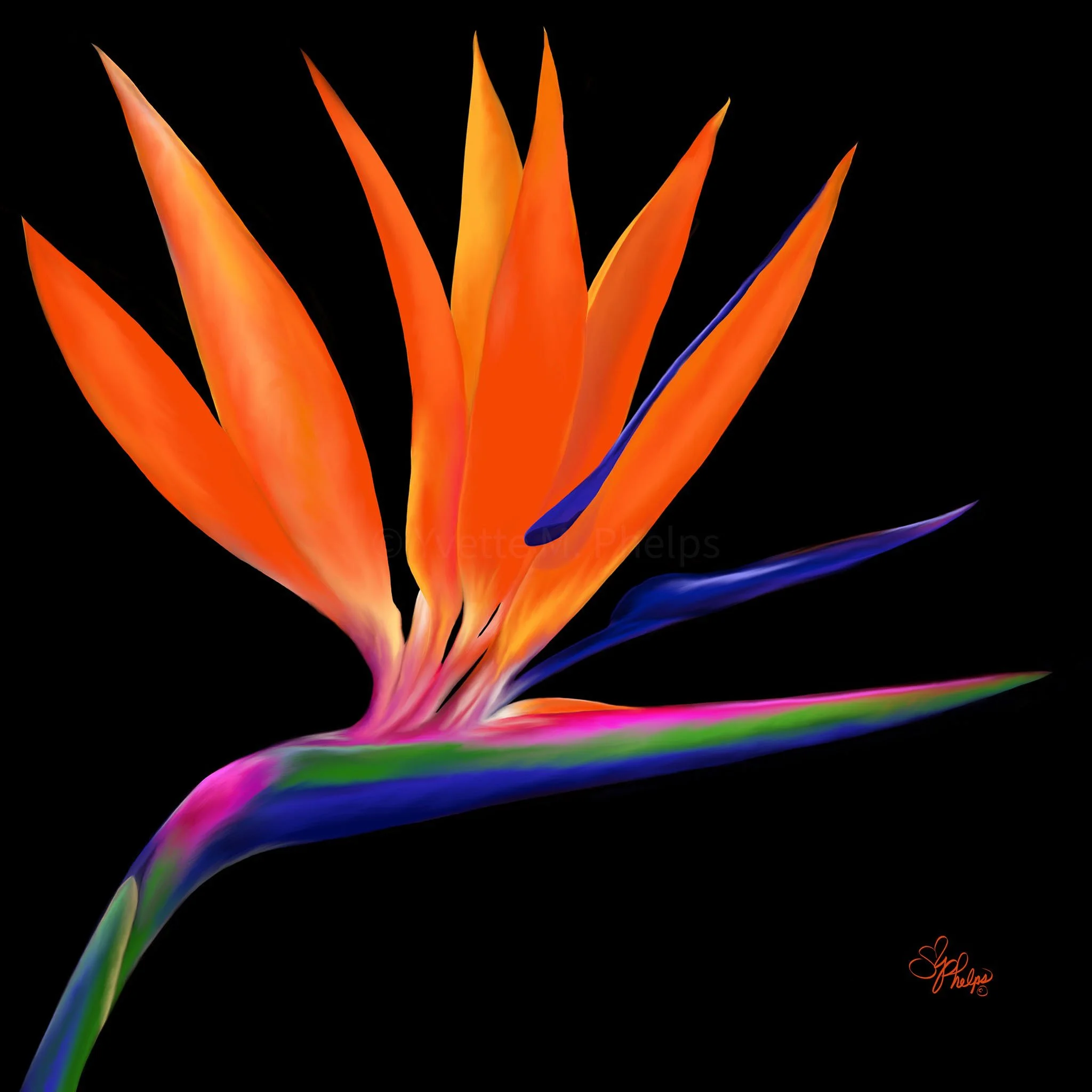 The New Has Come - Birds of Paradise