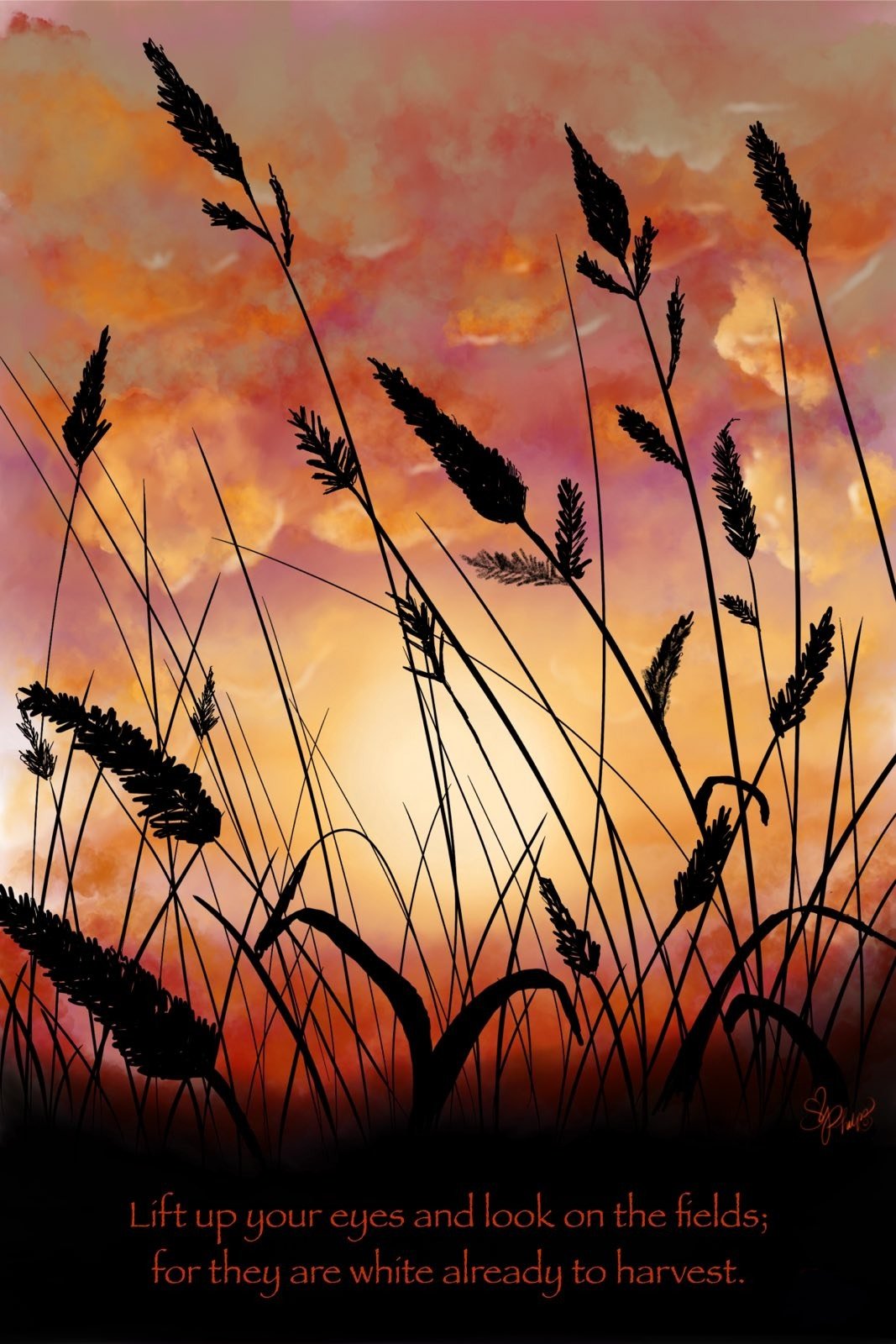 Evening Harvest - John 4:35