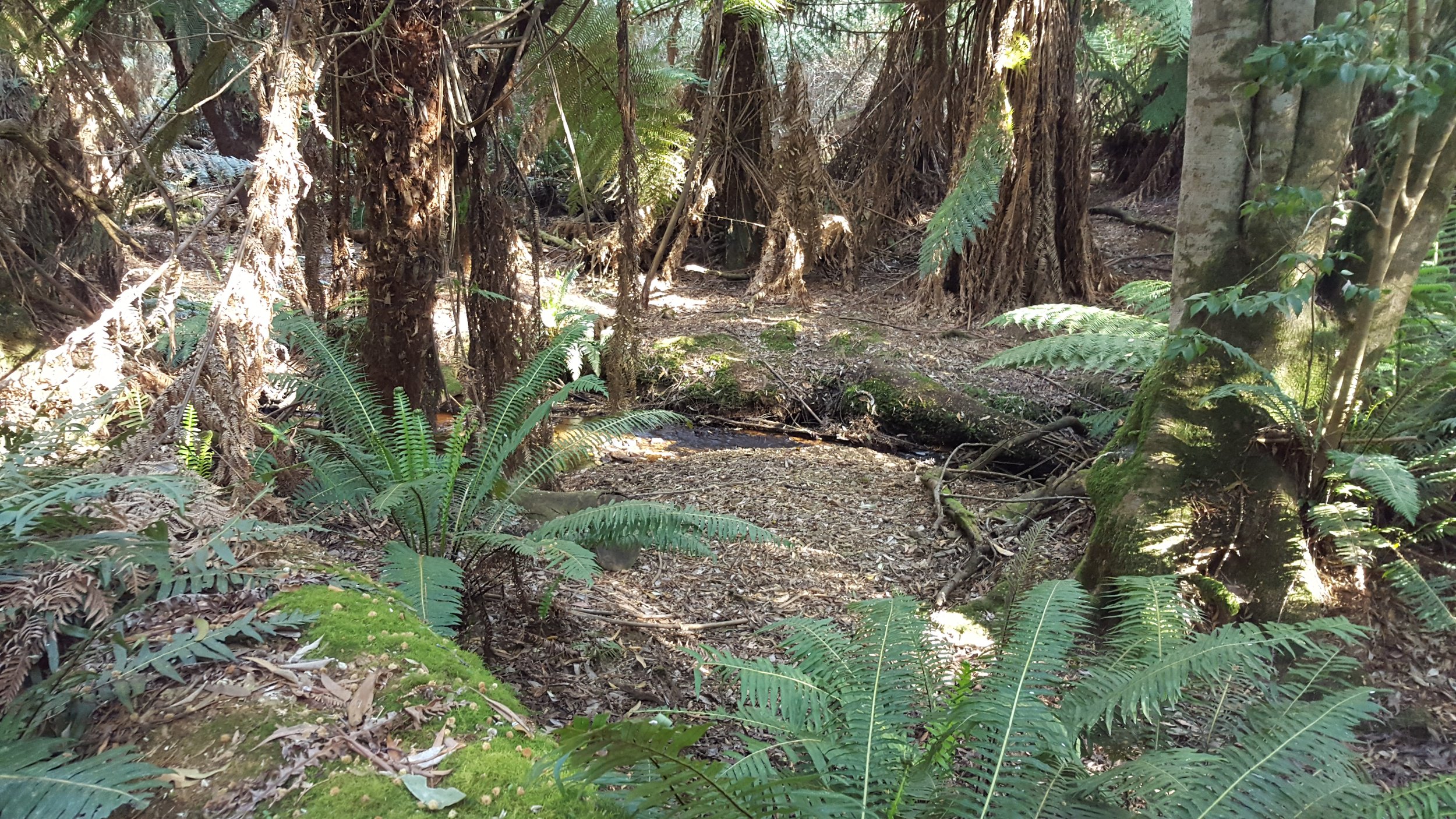 Things to do in Penguin Tasmania | Rustic Hut Bush Retreat | Seasons by the Sea