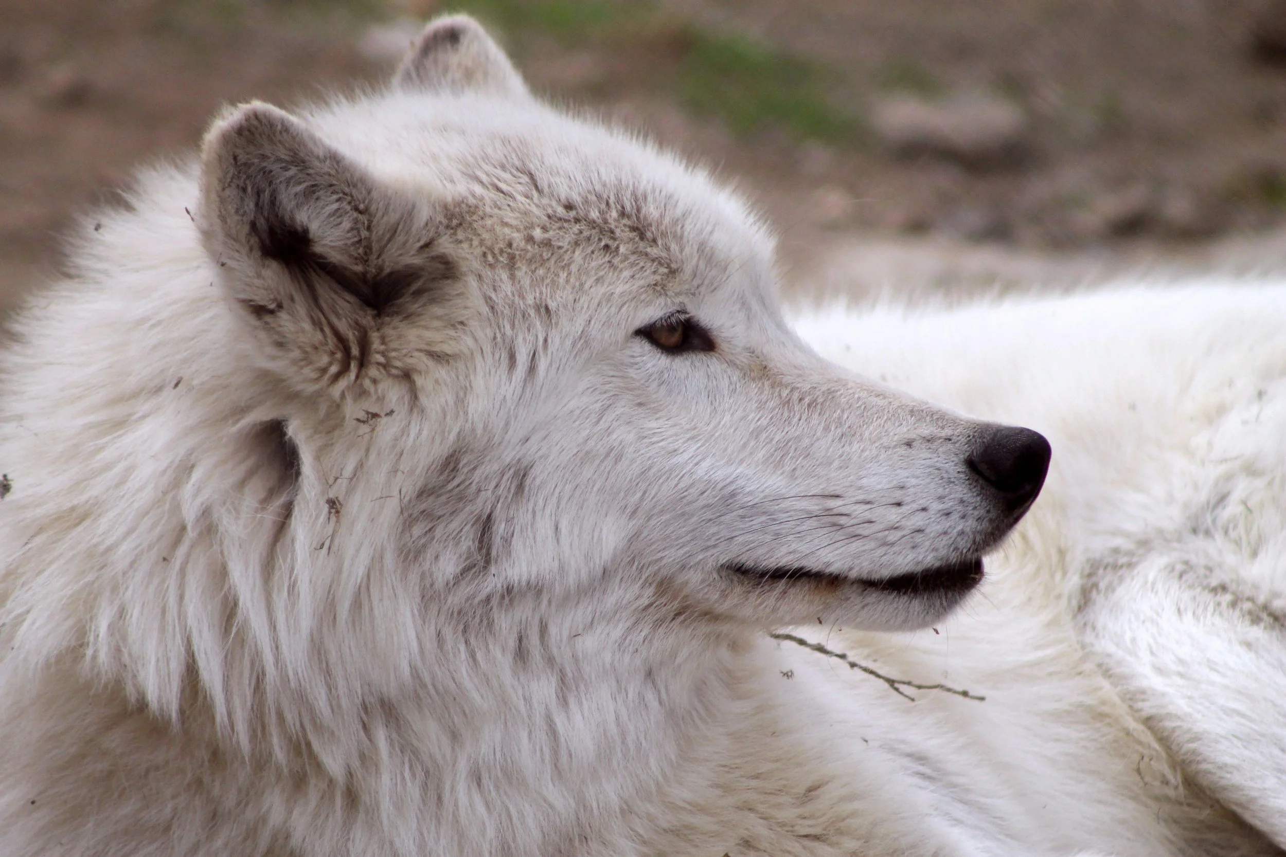 Creative Thinking: A Lesson from a Lone Wolf