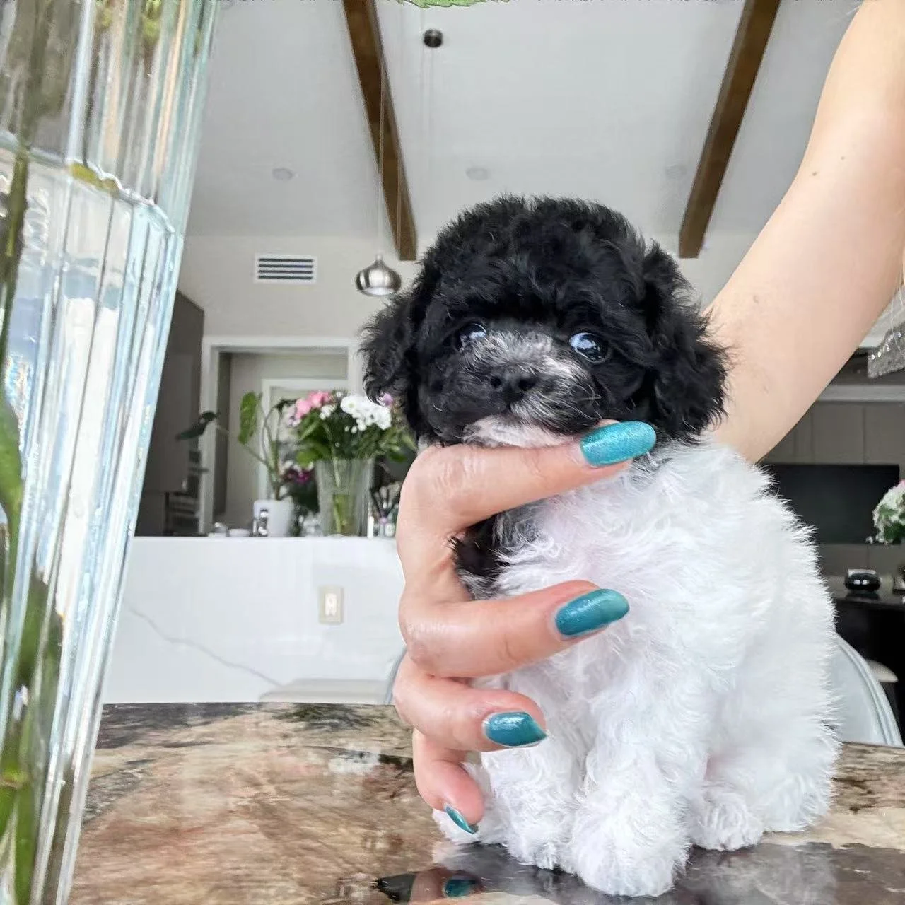 Pepper (Found a family!)