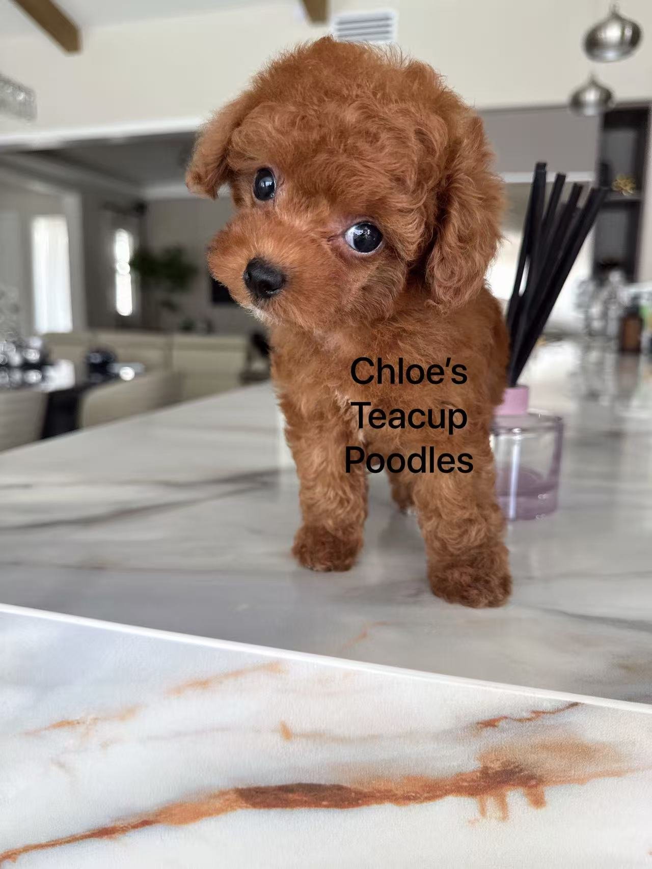 Lola (Found a family!)