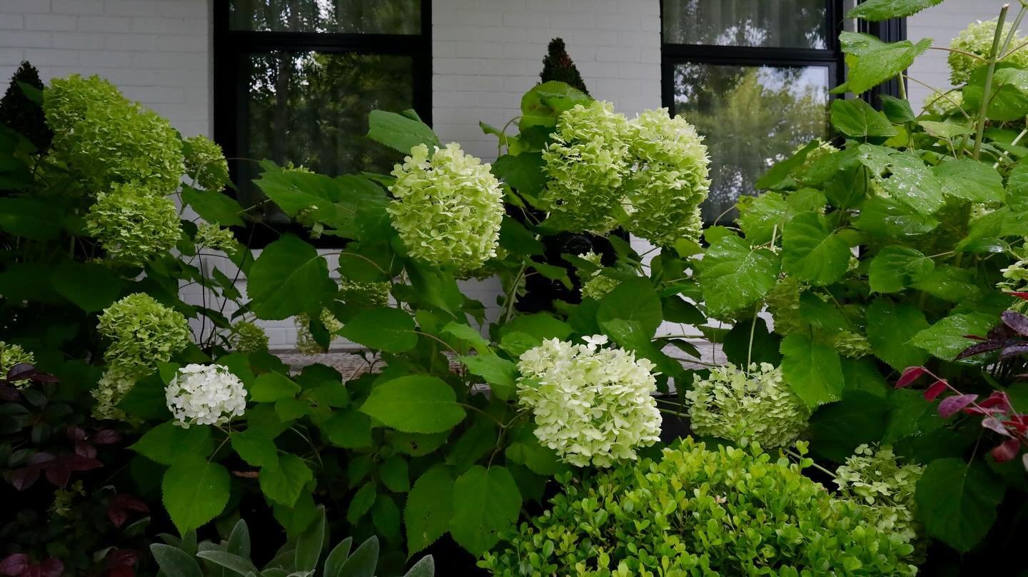 For a vibrant and thriving garden, geraniums and hydrangeas are exceptional choices. 

Geraniums thrive in full sun with well-drained soil and moderate watering, while hydrangeas prefer morning sun and afternoon shade with moist, acidic soil. Feed ge