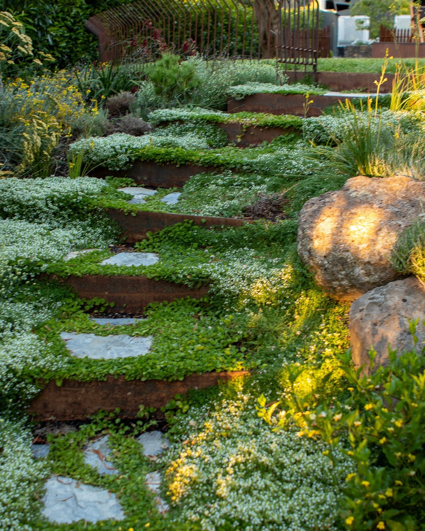 Green Steps 🌳

Paddy used dual ground cover in his garden: dichondra repens (native to Ballarat) to fill in the gaps between the stepping stones, and white creeping thyme (Thymus serpyllum &lsquo;Albus&rsquo;) that cascades over the Corten steel ris