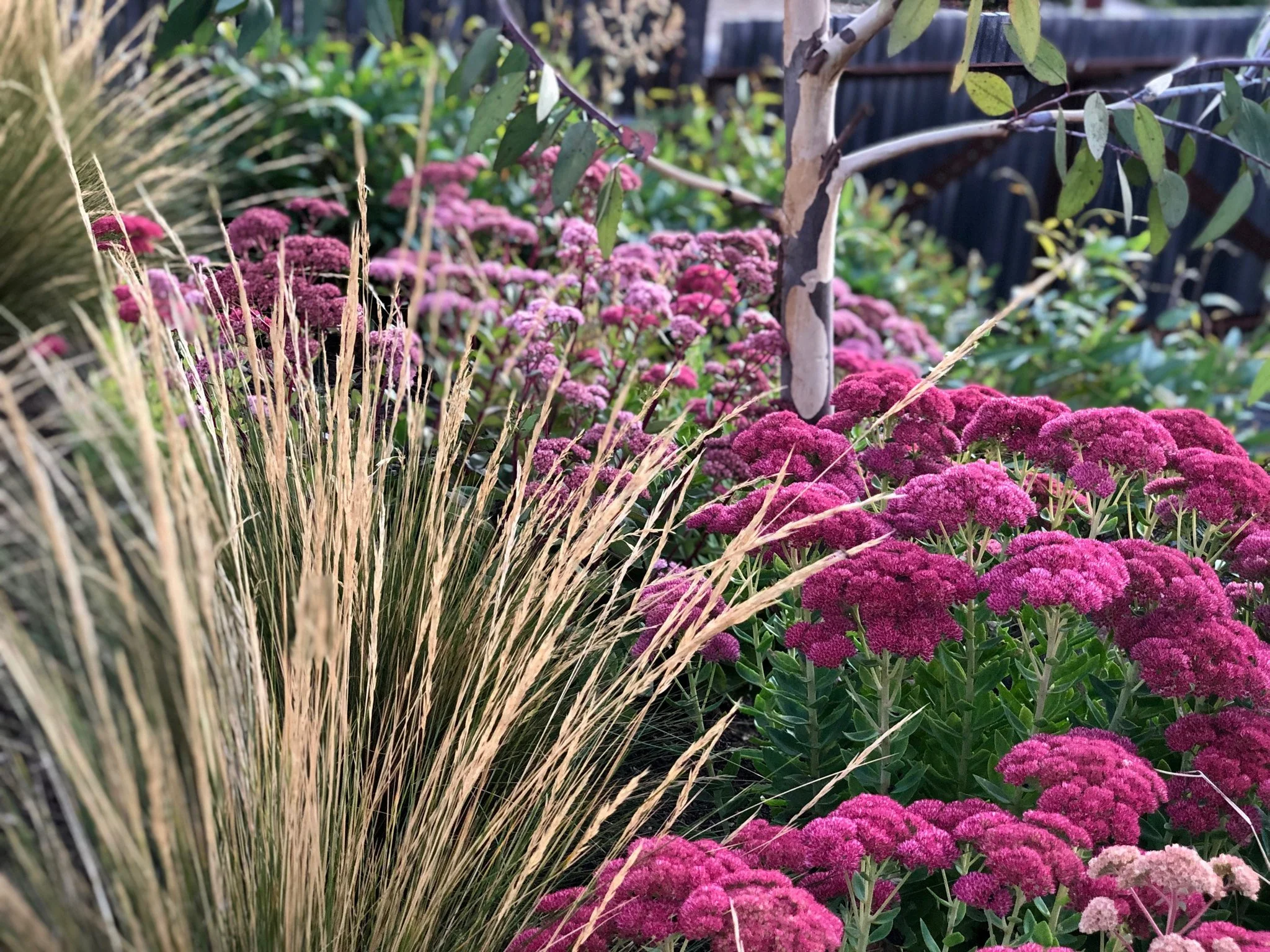 The front garden is the first story a home tells — and this one begins with texture, structure, and a welcoming tone. Designed to soften the strong architectural lines of the home, layered plantings create movement and visual depth. 
The resul