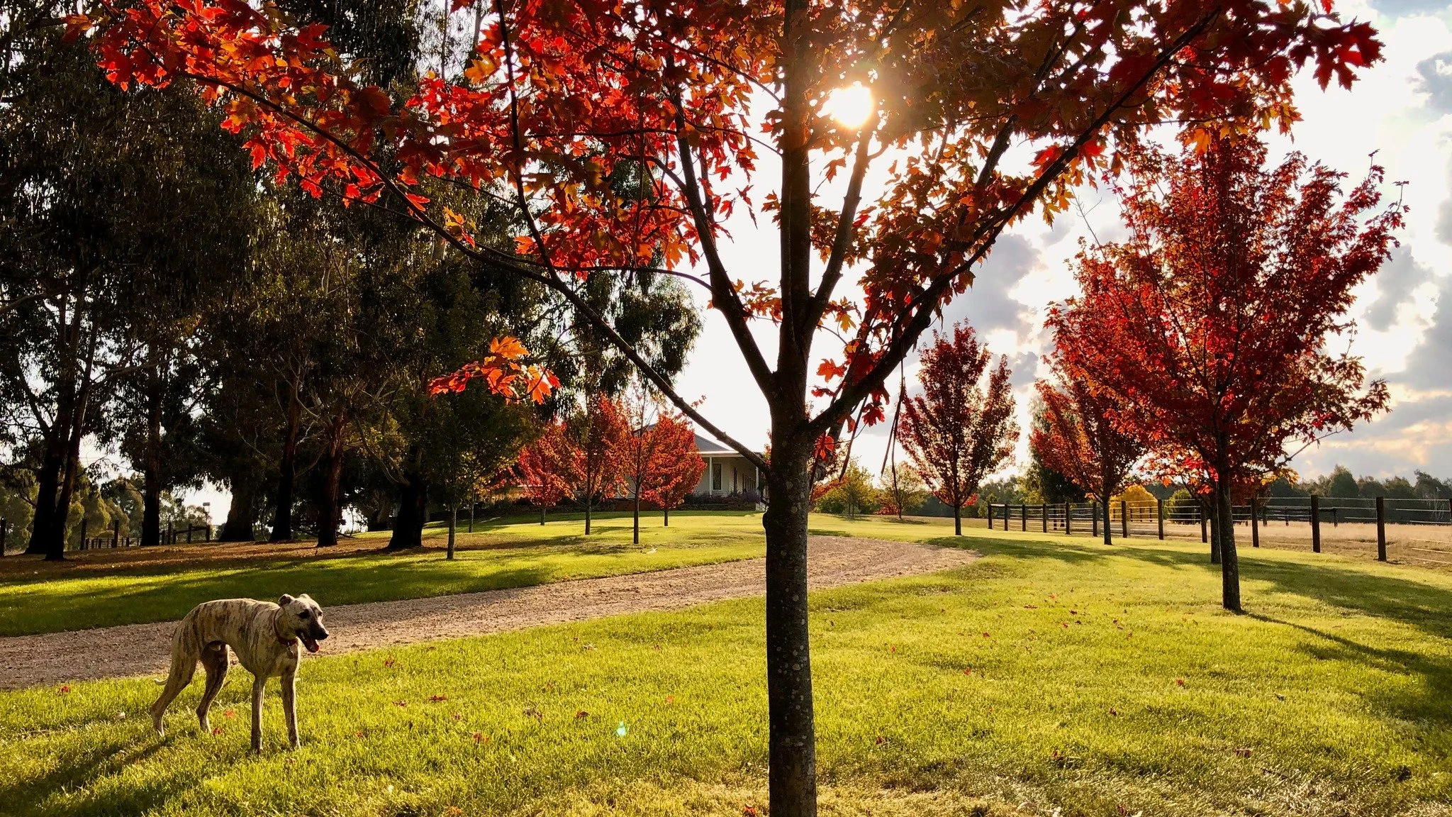 Some projects stay with you — not just for how they look, but for how they feel.
This Daylesford property has always been a favourite of ours. From the sweeping drive lined with autumn maples to the timeless gum tree standing guard by the hous
