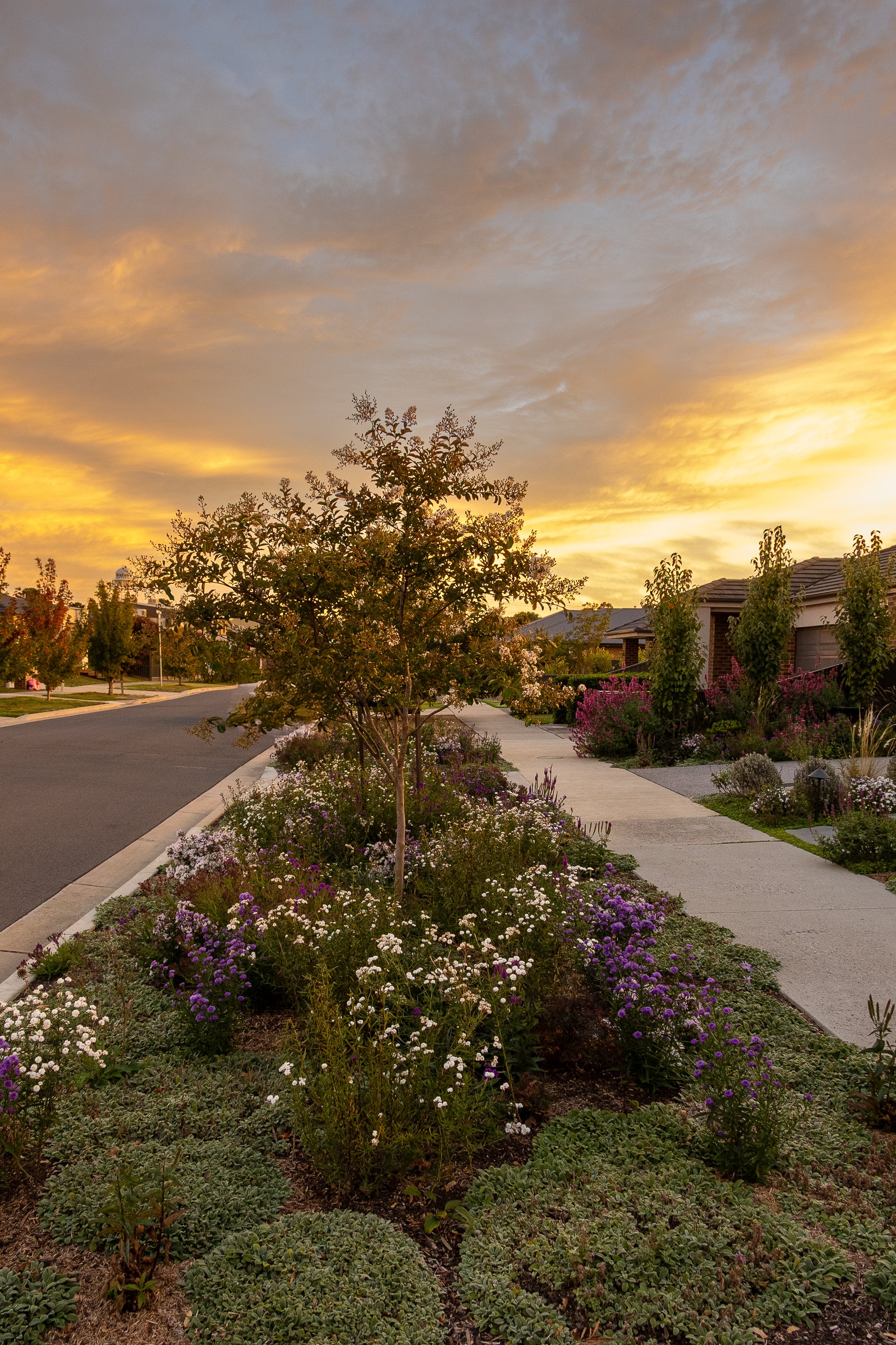 Endless Naturestrip Potential: From Green Desert to Living Landscape