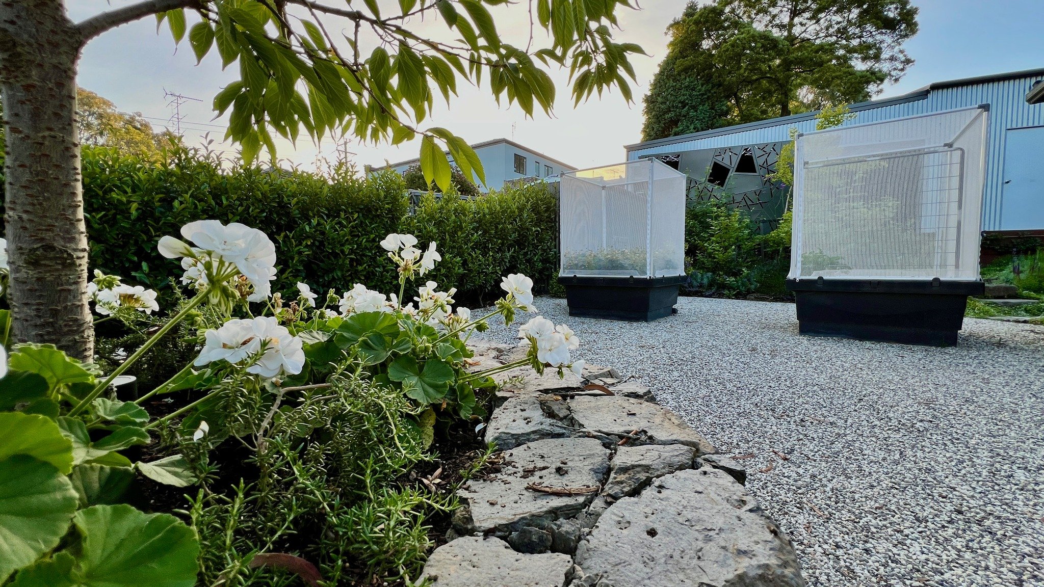 Grow More With Less: Why We Love Foodcube Wicking Beds